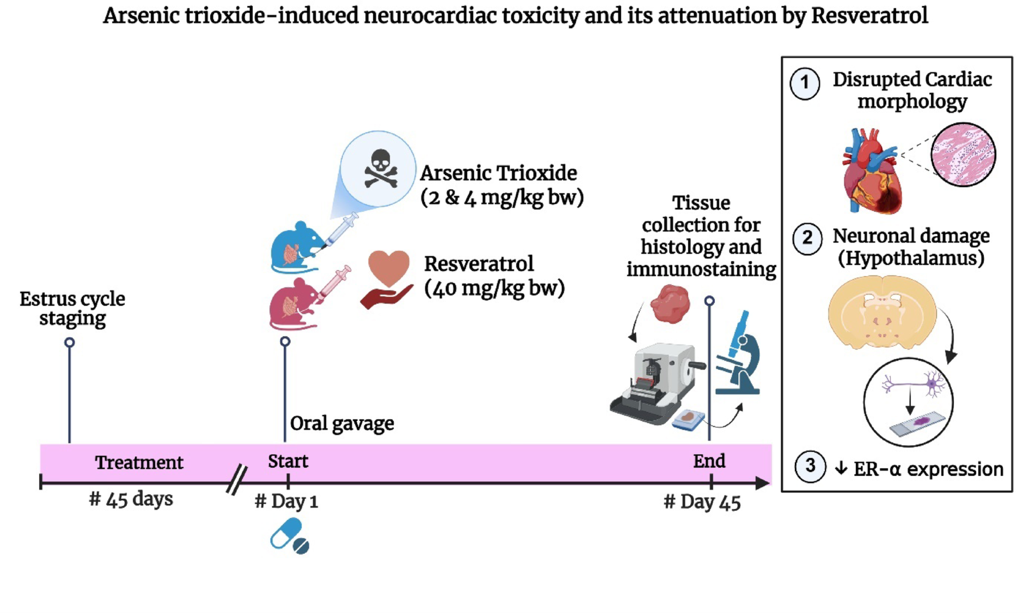 Arsenic-induced neurocardiac toxicity and protective role of Resveratrol: histopathological and molecular insights
