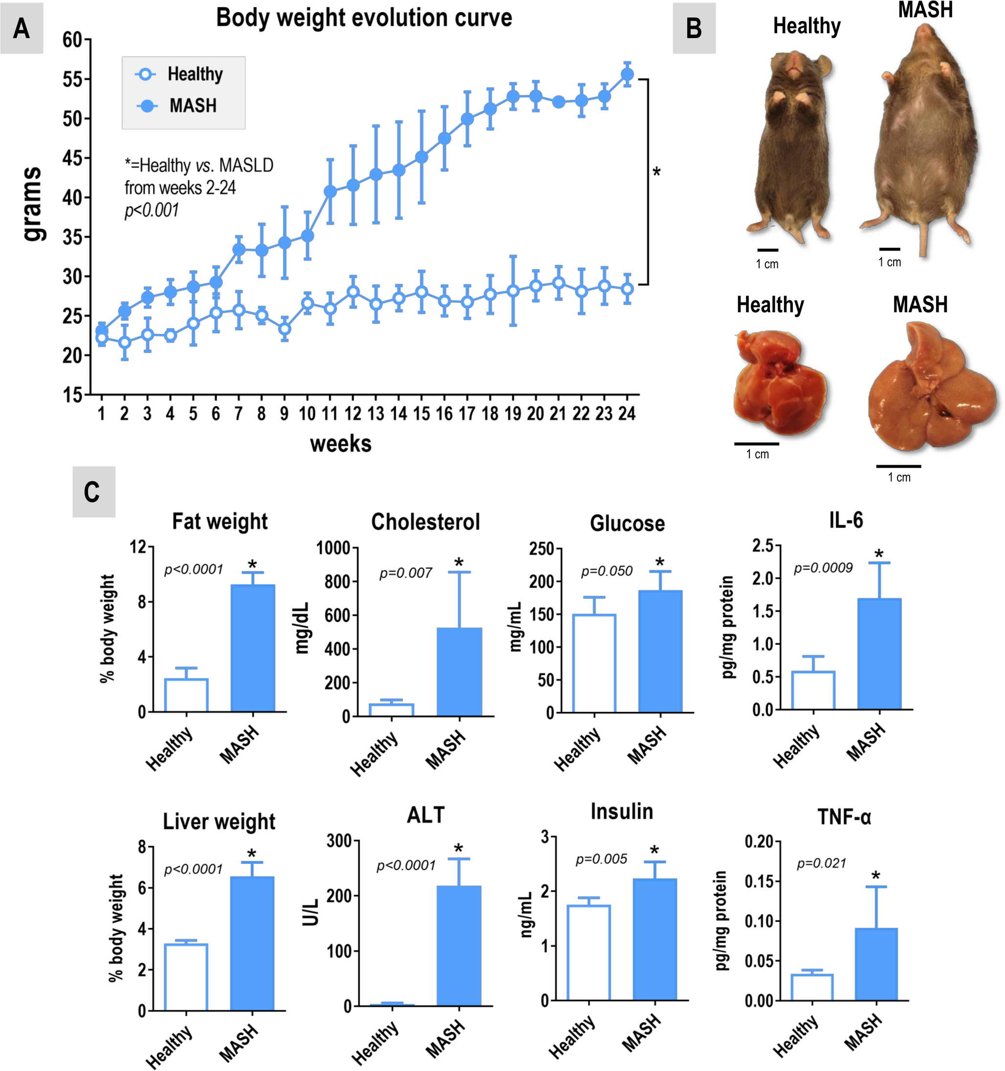A diet-driven metabolic dysfunction-associated steatohepatitis (MASH) mouse model resembles the corresponding human disease
