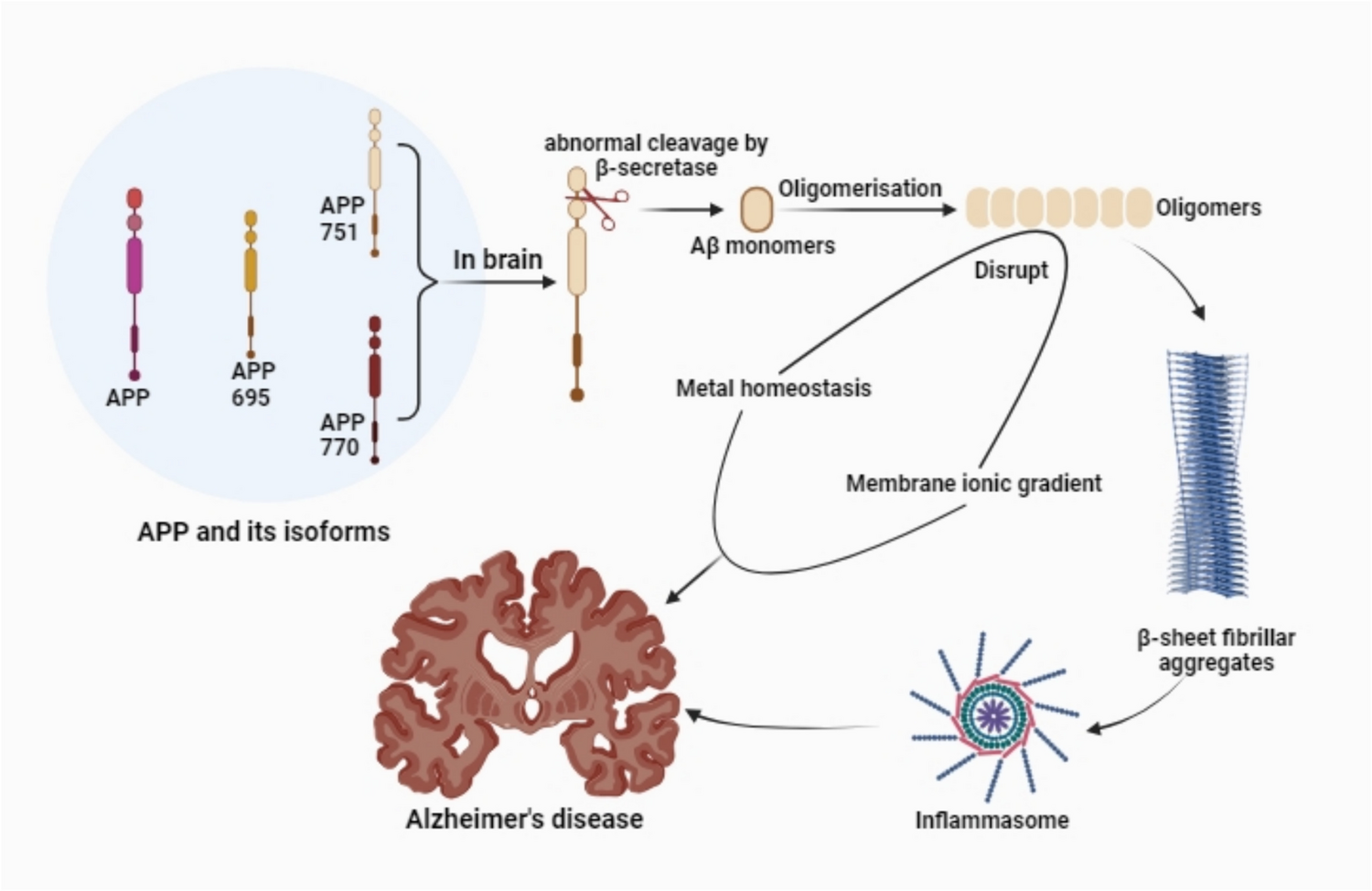 Multi-target approach to Alzheimer’s disease prevention and treatment: antioxidant, anti-inflammatory, and amyloid- modulating mechanisms