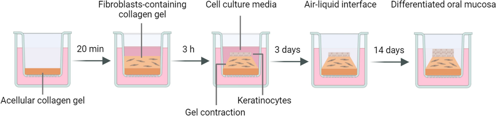 Cytotoxicity and antifungal effects of combined dexamethasone and miconazole on human oral keratinocytes, gingival fibroblasts, and