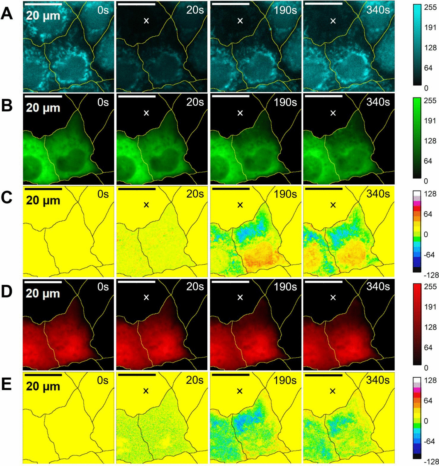 Spatiotemporal distribution of YAP and importin-β in nucleus and cytosol after wounding of adjacent cells
