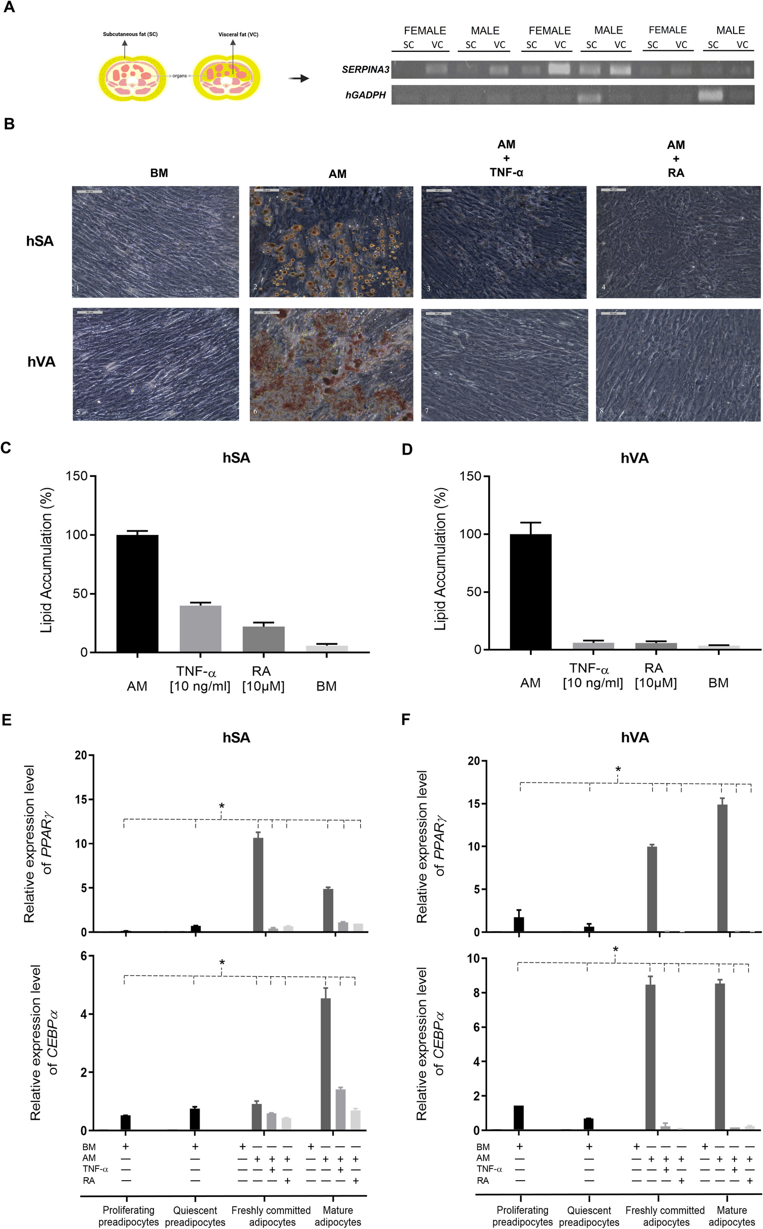 is expressed in human adipocytes and modulated by TNF-α and vitamin B6