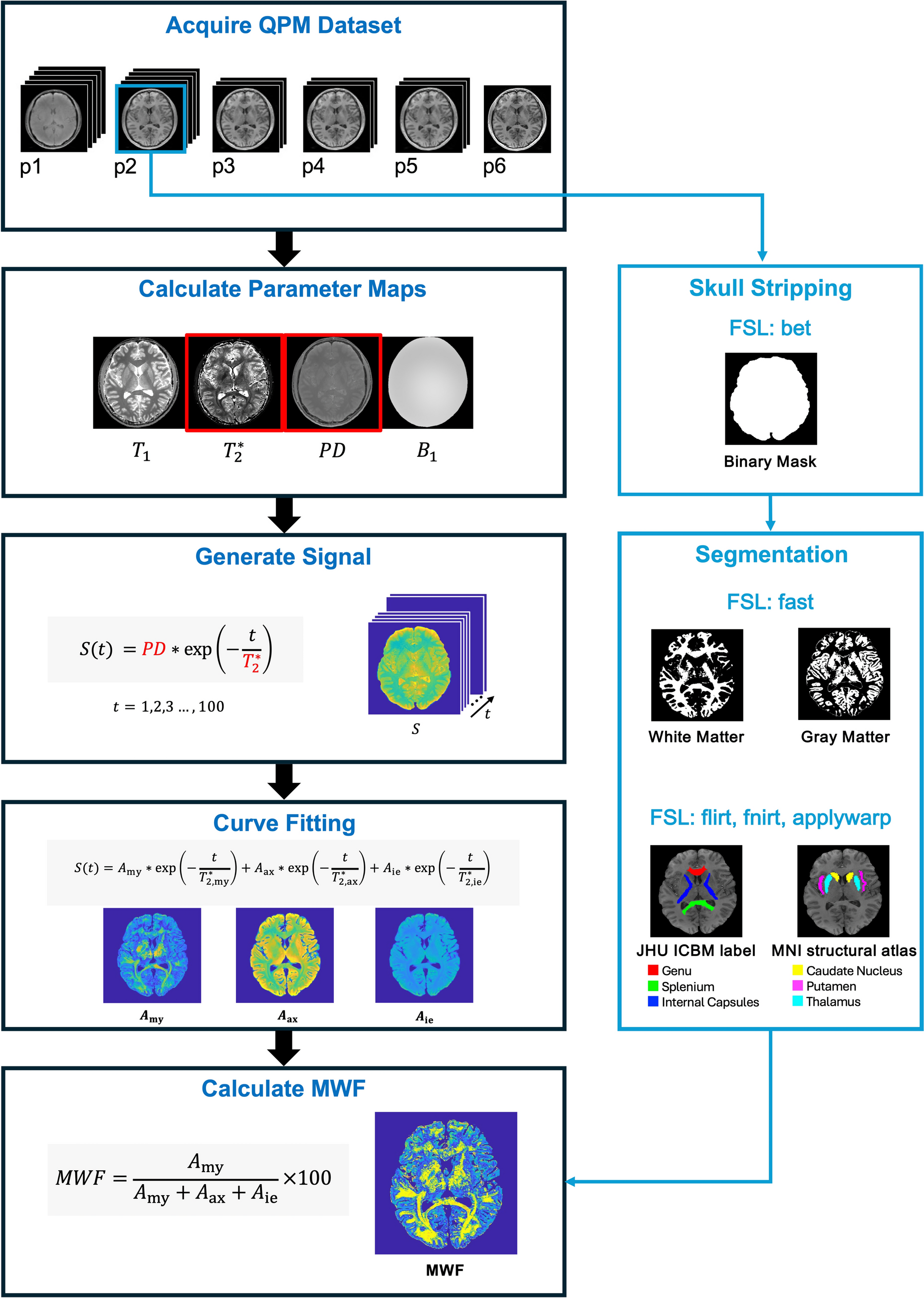 Development of a tissue water fraction analysis method using quantitative parameter mapping for magnetic resonance imaging