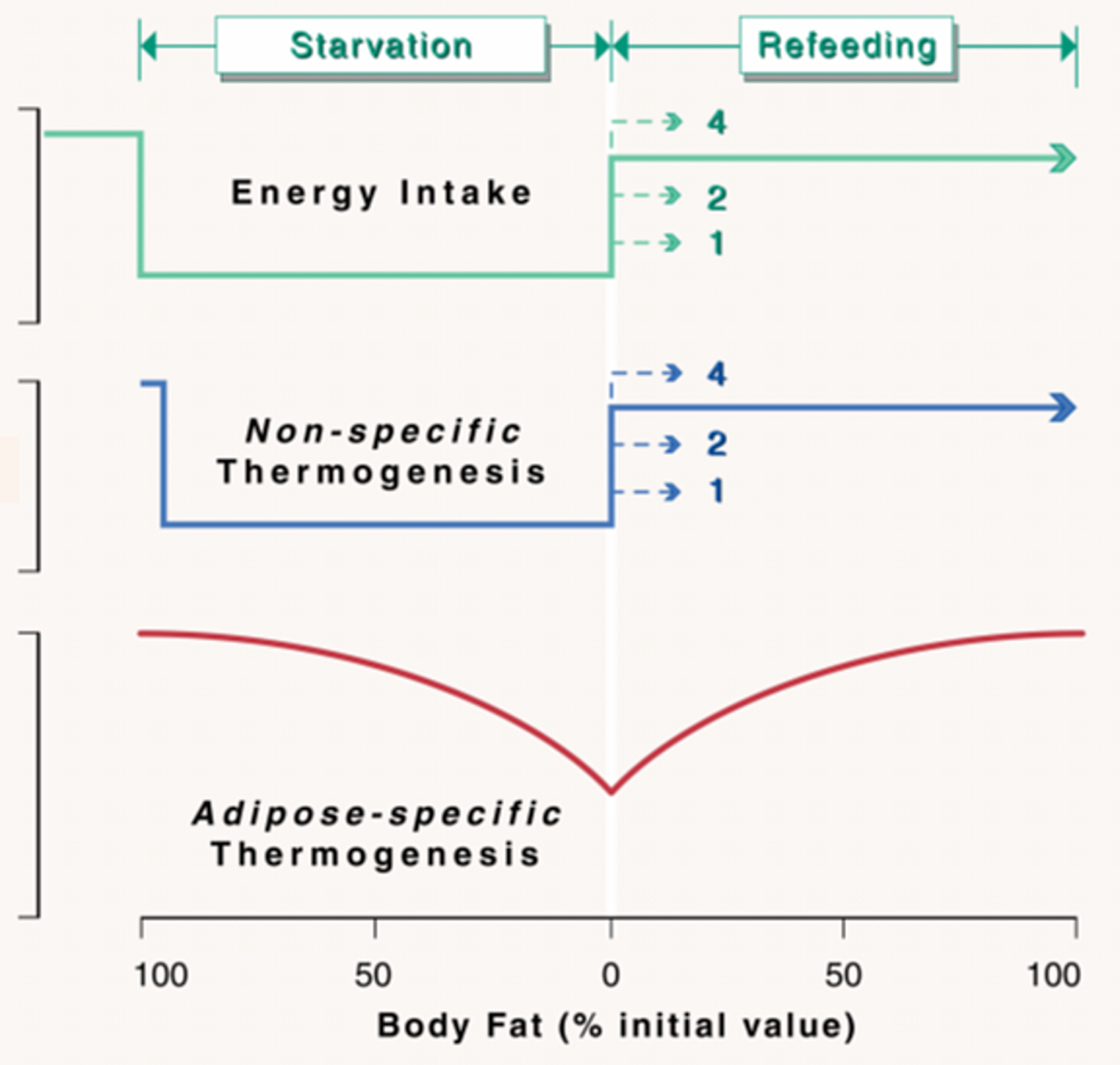 Adaptive thermogenesis driving catch-up fat during weight regain: a role for skeletal muscle hypothyroidism and a risk for sarcopenic obesity