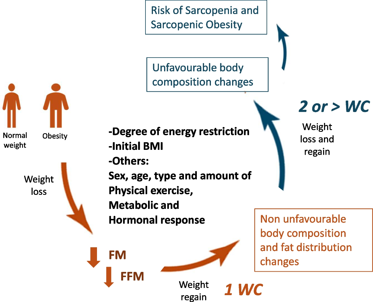 Weight cycling and its effects on muscle mass, sarcopenia and sarcopenic obesity