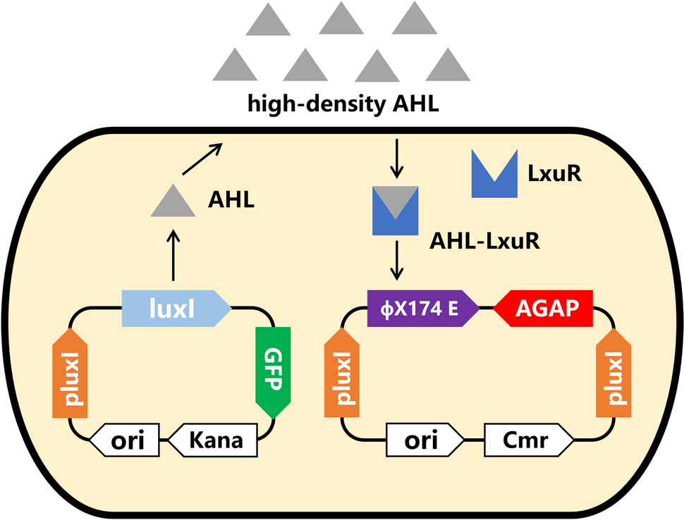 Engineered Bacteria-Mediated Delivery of Scorpion Venom Peptide AGAP for Targeted Breast Cancer Therapy