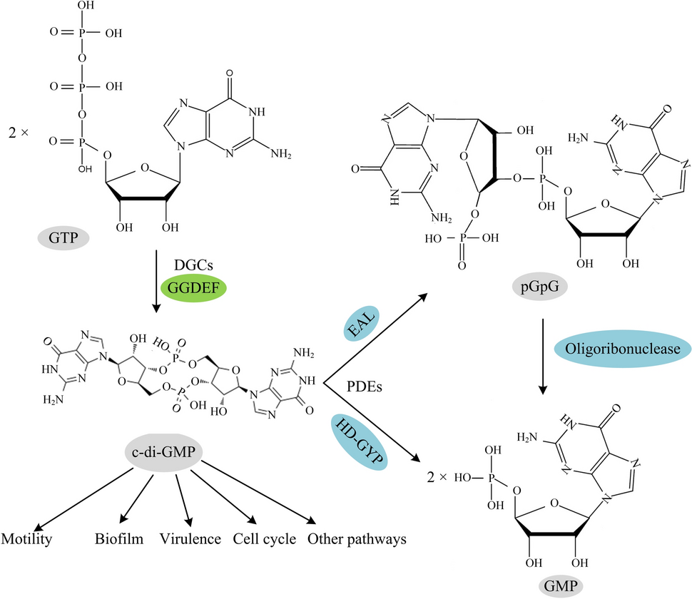 Investigating c-di-GMP Signaling in : Biological Effects and Mechanisms of Regulation