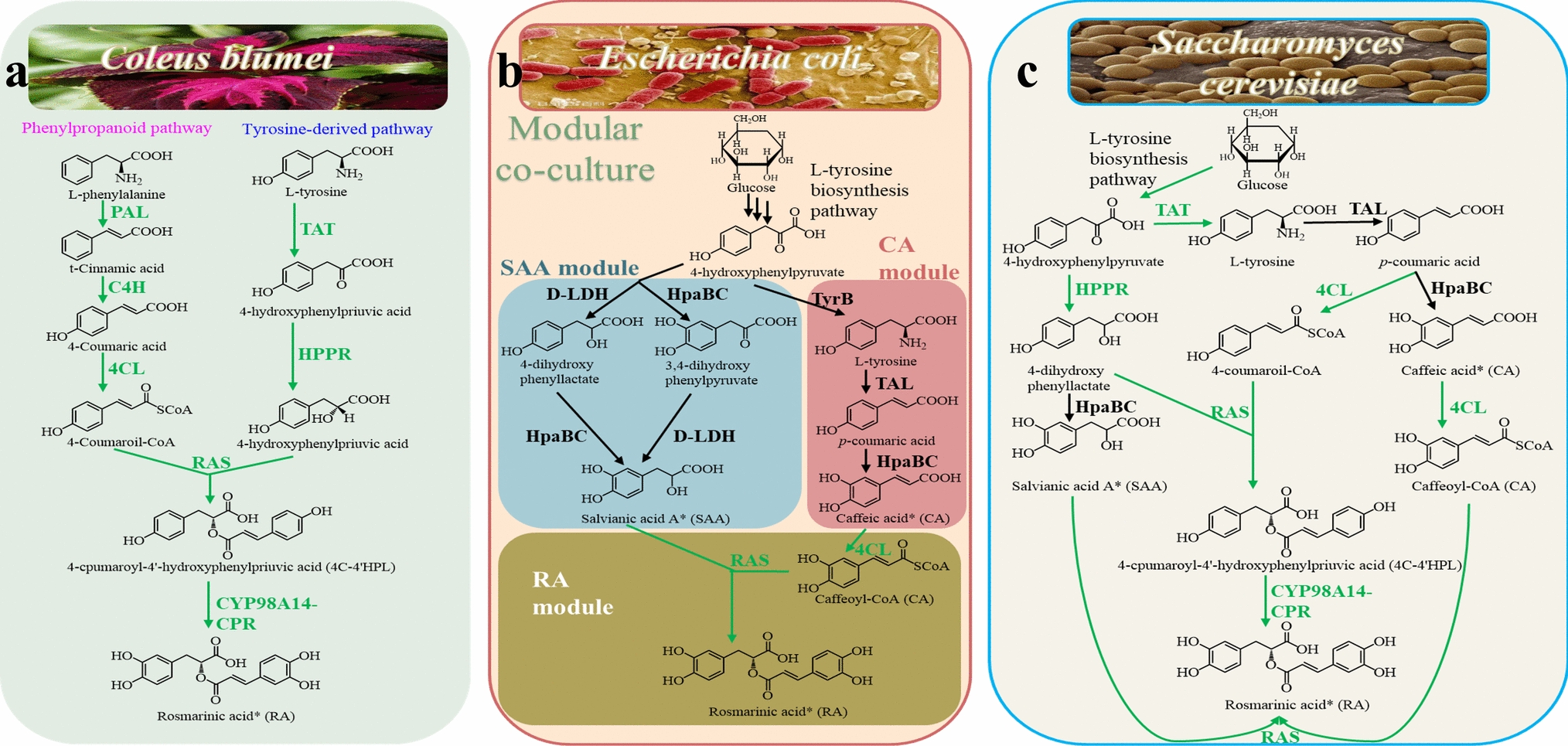 Transcriptomic Response Pathways of Yeast to Crucial Polyphenolic Acids in Rosmarinus Acid Biosynthesis