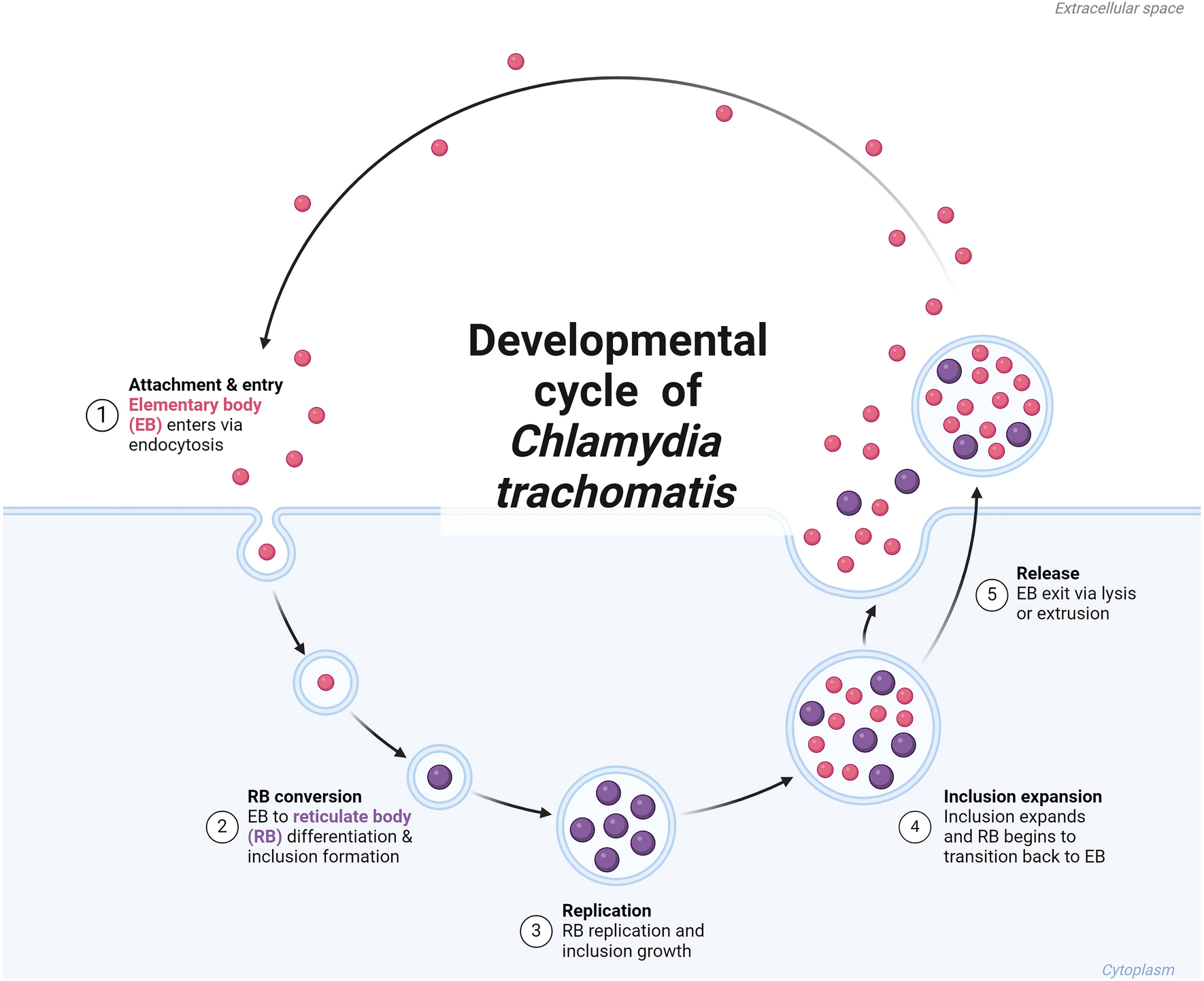 Current Progress and Future Perspective of  Infection: A Rising Threat to Women Health