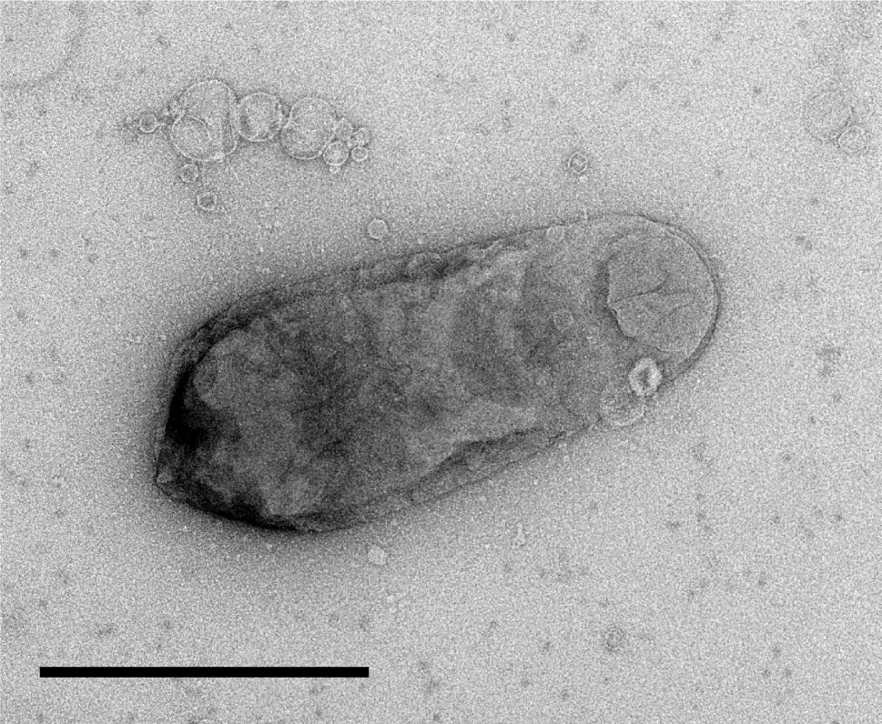 Polyphasic Taxonomic Analysis of  gen. nov., sp. nov., Isolated from Seawater