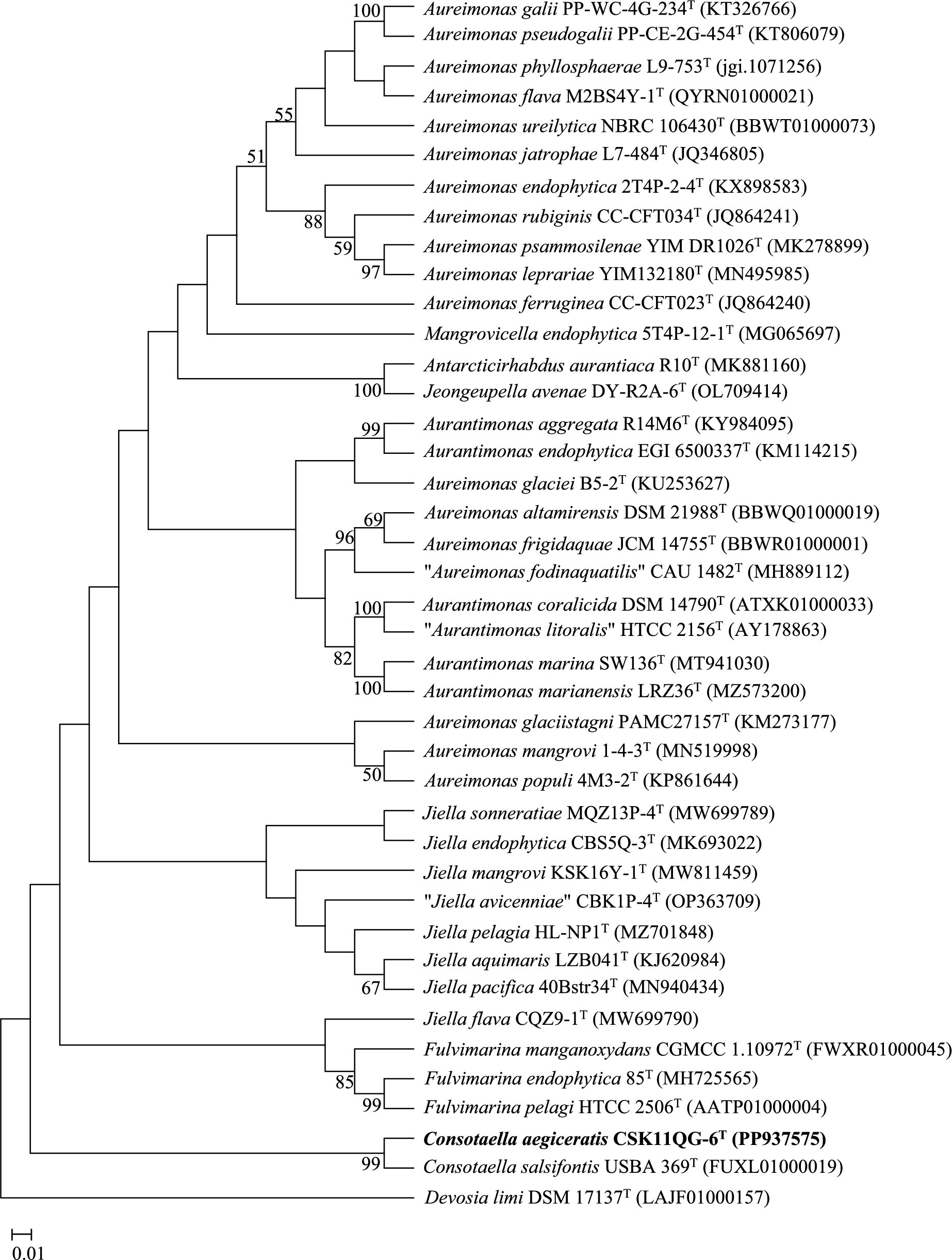 sp. nov., a Novel Endophytic Bacterium Isolated from Root of