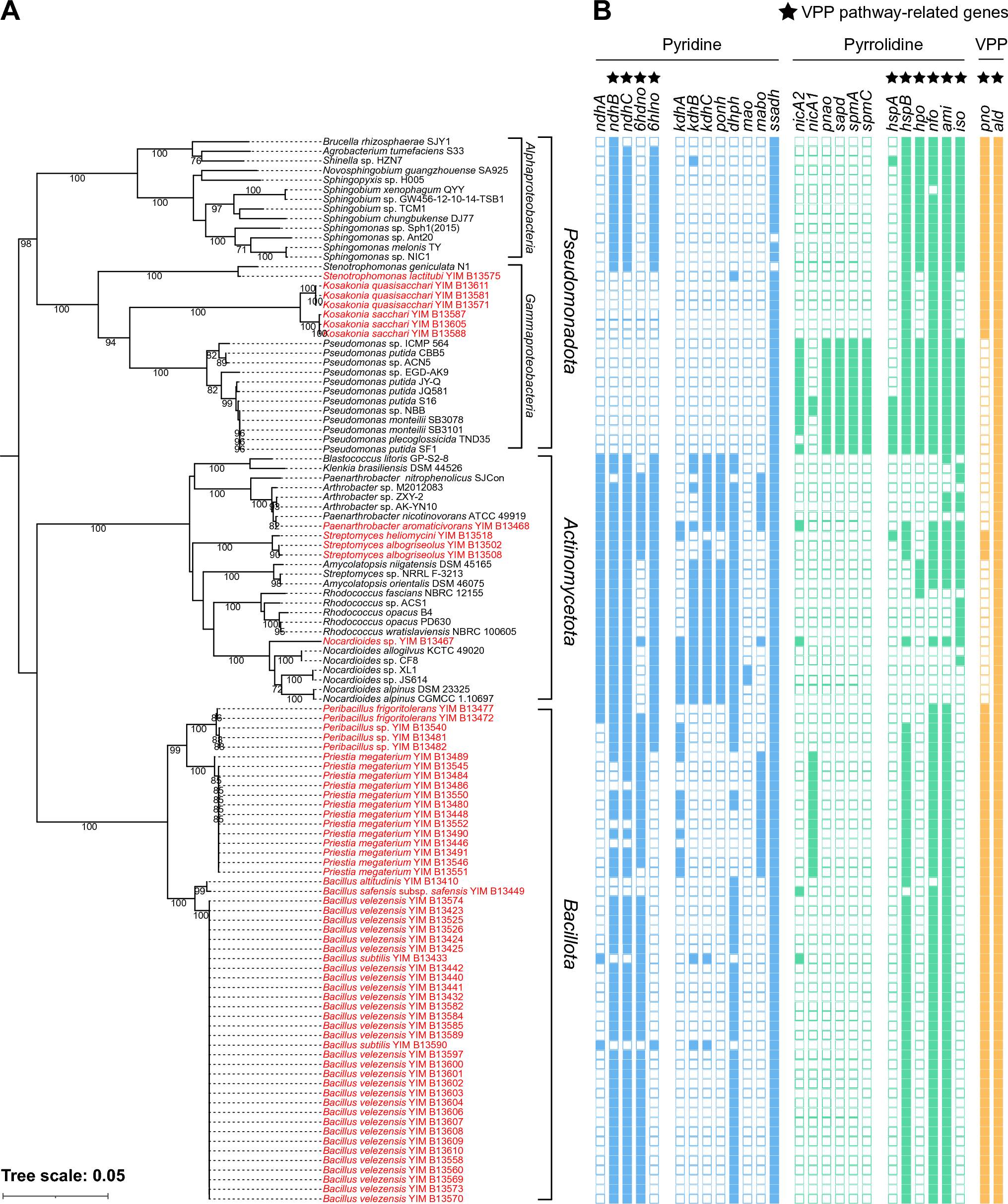 Bacteria in the Phylum  Degrade Nicotine Through the Variant of Pyridine and Pyrrolidine Pathway