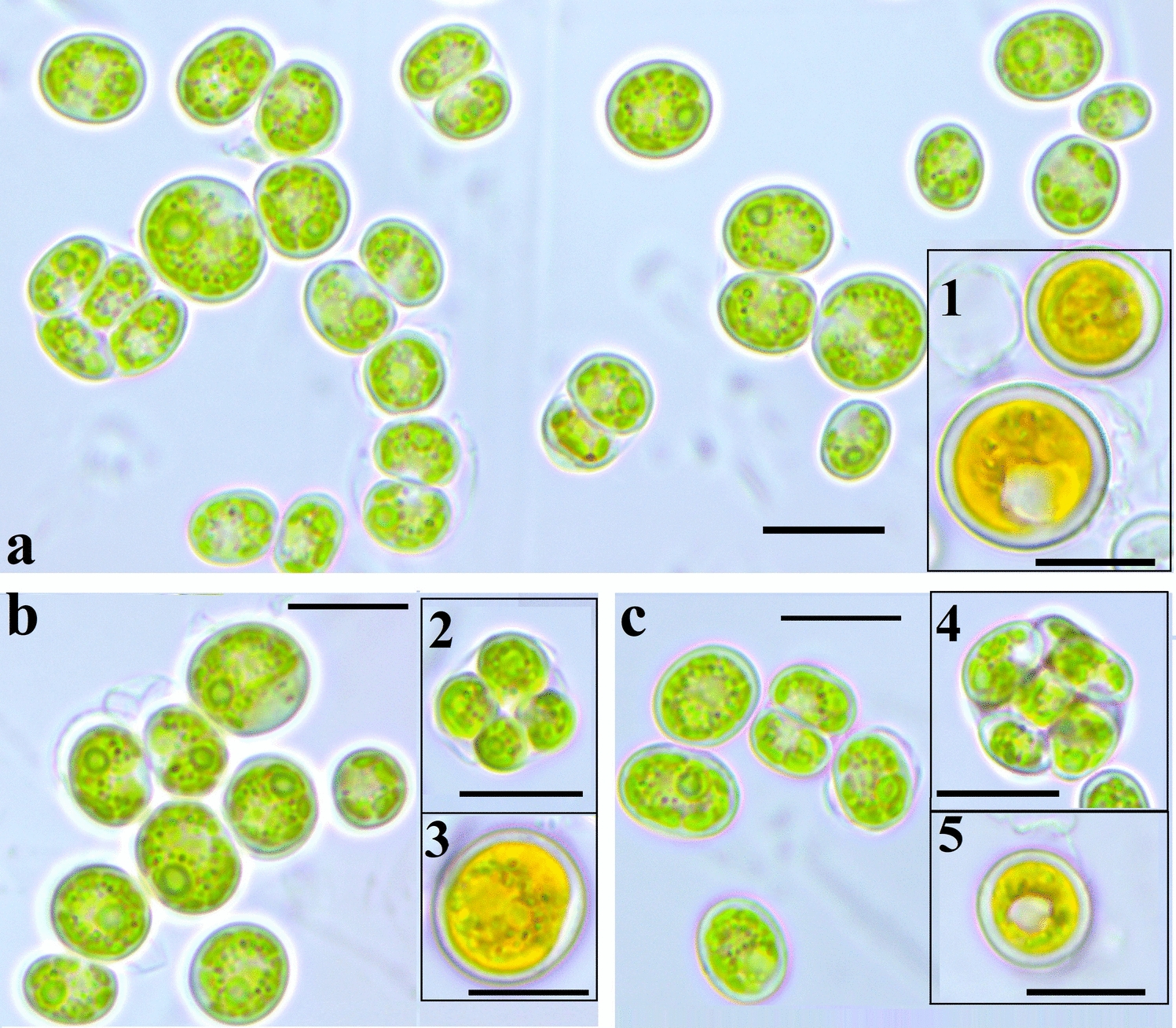 Testing the Effectiveness of DNA Barcoding Markers and Species Delimitation Methods Within the Genus  (Sphaeropleales, Chlorophyta), With a Description of  sp. nov. Isolated from Arctic Soils