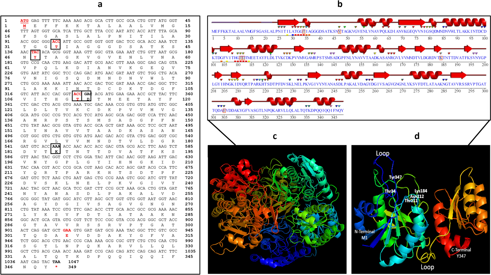 Exploring  EGY Type II L-Asparaginase Variant of Unique Glutaminase Activity: Cloning, Expression, Biochemical Characterization, and Molecular Docking Analysis