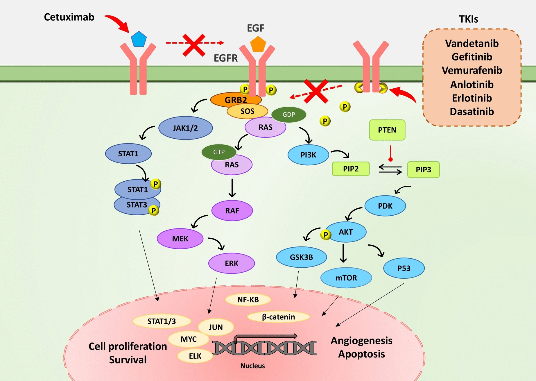 Targeting endothelial growth factor receptor in thyroid cancer: current concepts and future directions