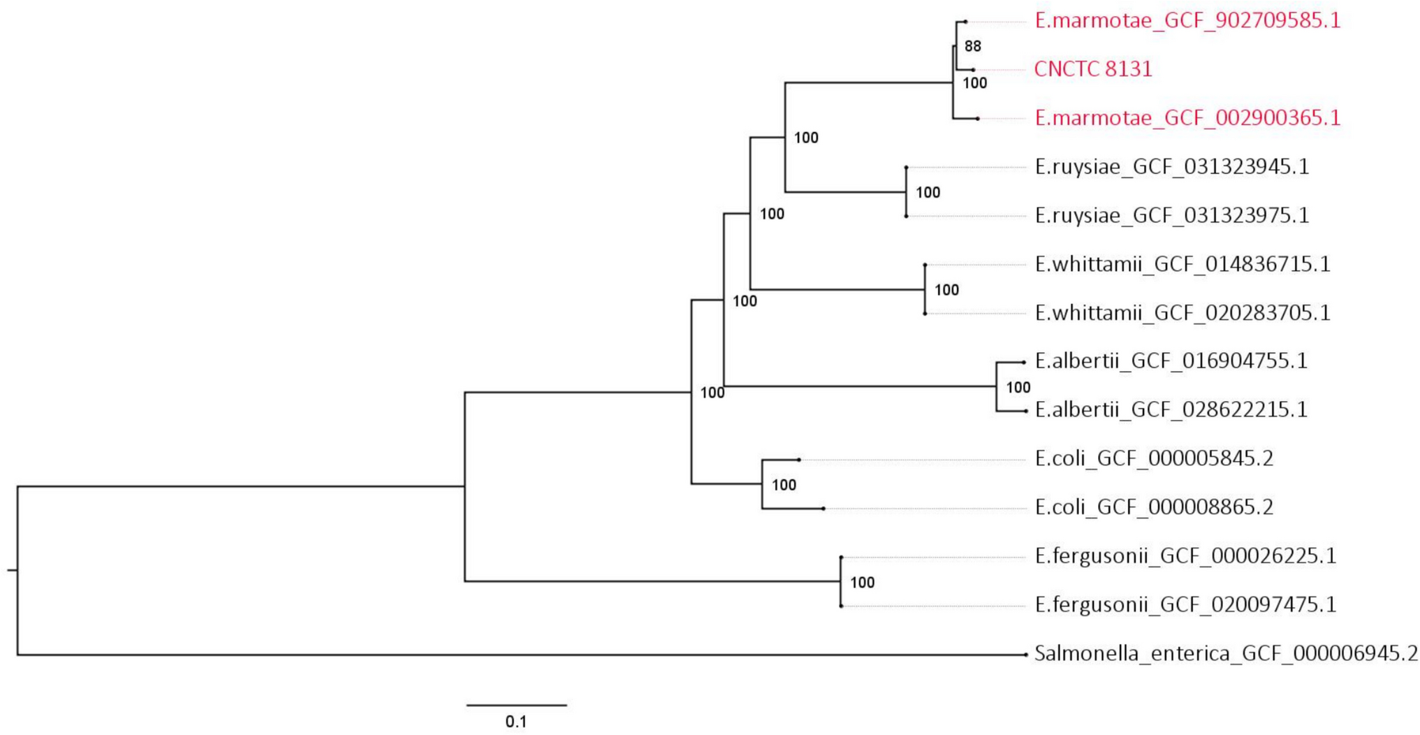 : a multidrug-resistant opportunistic human pathogen — first clinical isolation in the Czech Republic