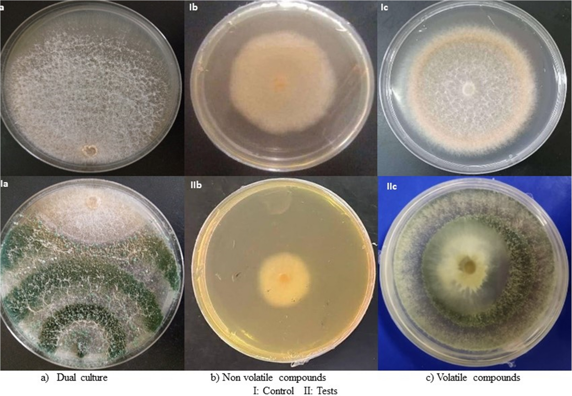 Evaluating  for enhancing oil palm growth and biochemical defense against fusarium wilt caused by  f. sp.