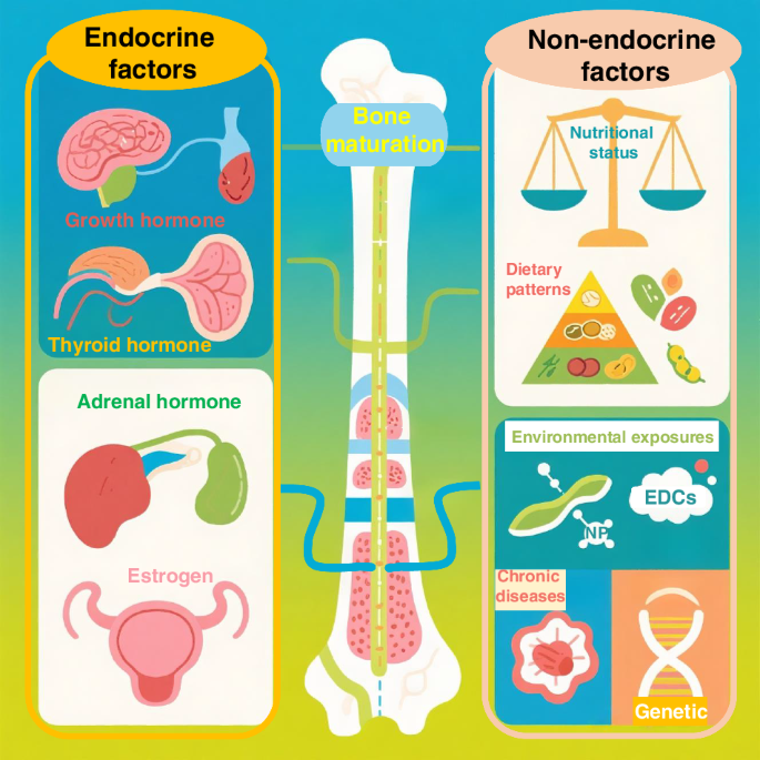 Independence of the body composition index from nutritional status affecting bone maturation