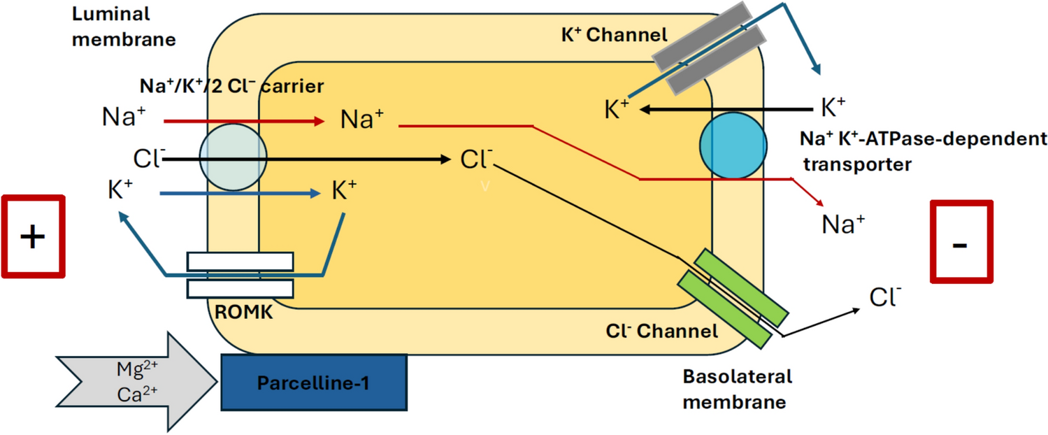 Clinical Pharmacology of Loop Diuretics in Critical Care