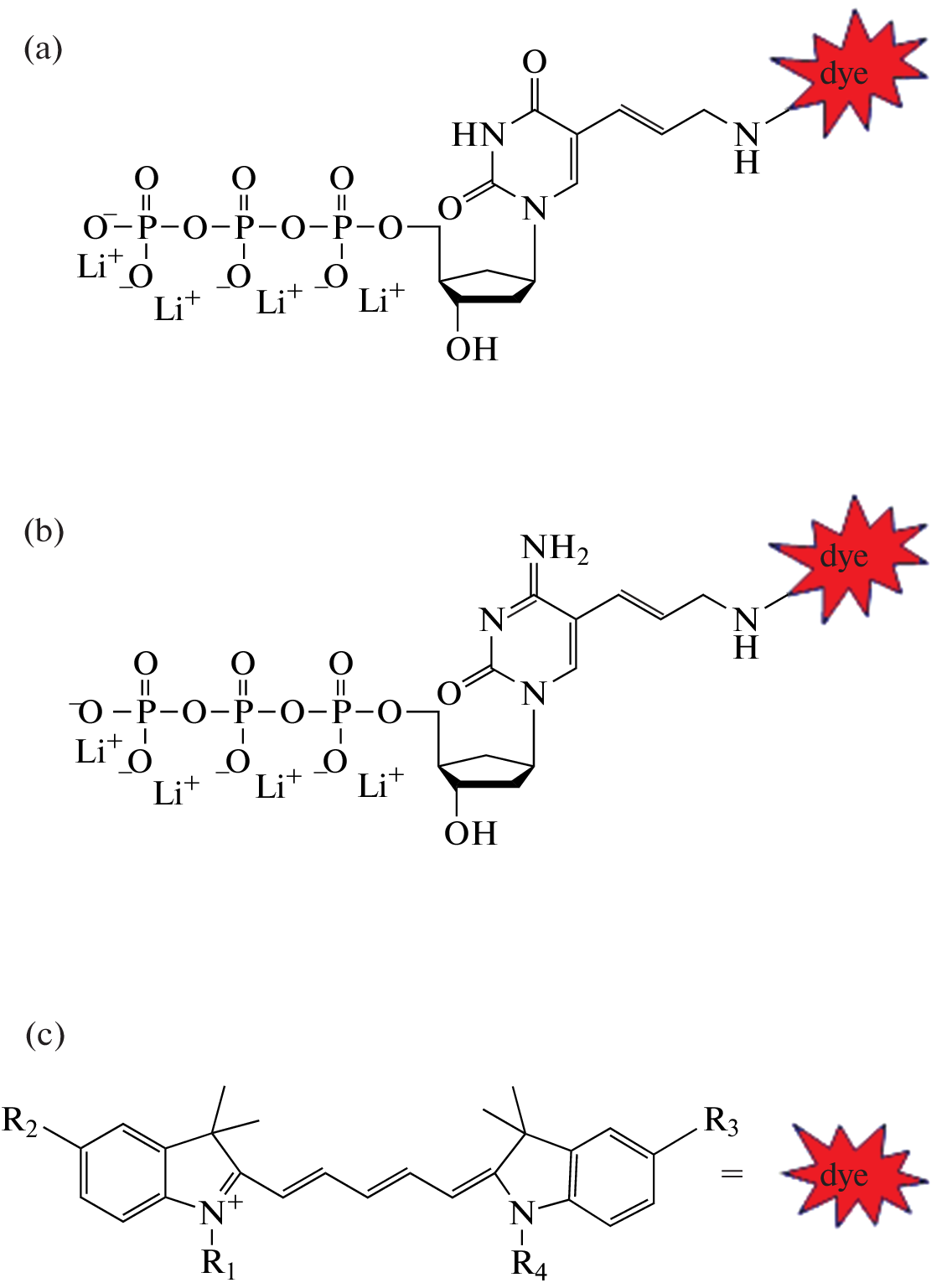 Substrate Efficiency of Cy5-Modified Derivatives of Deoxyuridine and Deoxycytidine in the Rolling Circle Amplification