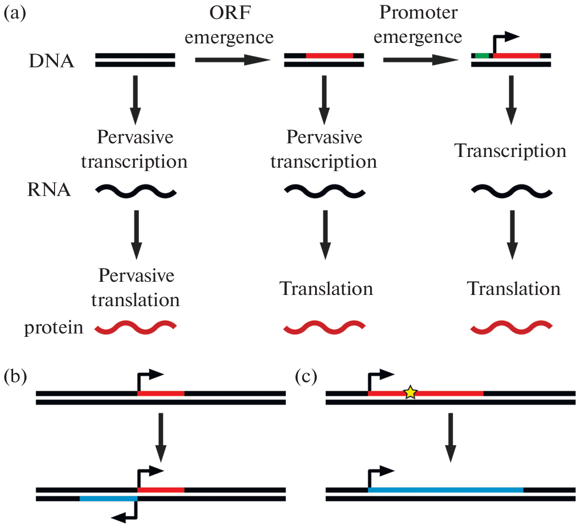 De Novo Gene Birth