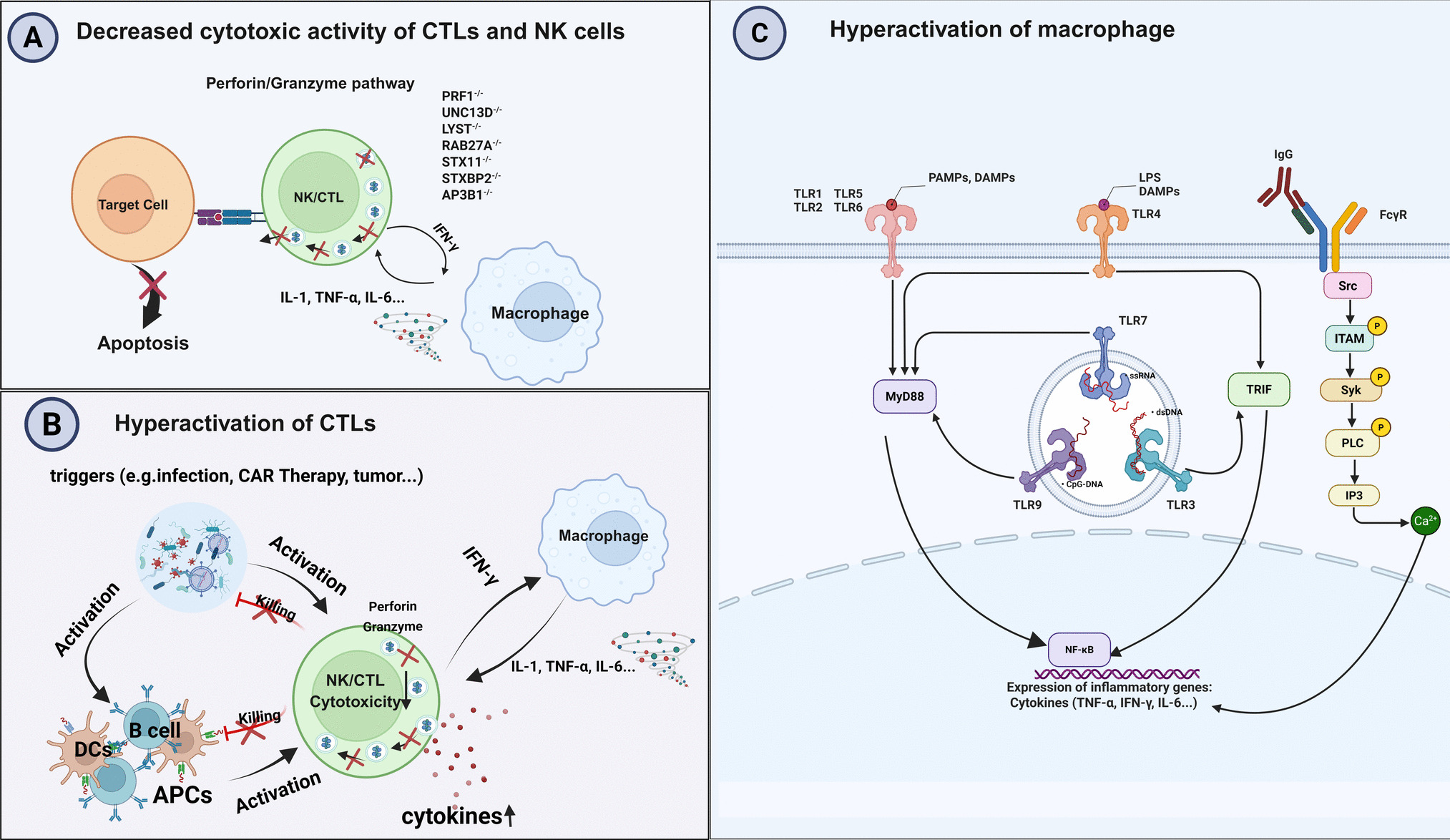 Promising Targeted Therapies for Hemophagocytic Lymphohistiocytosis: A Translational Perspective Based on Immunopathology