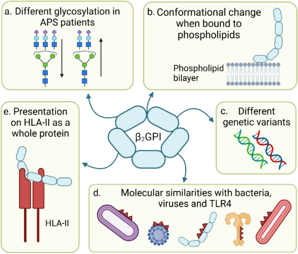 B Cell Tolerance and Obstetric Antiphospholipid Syndrome