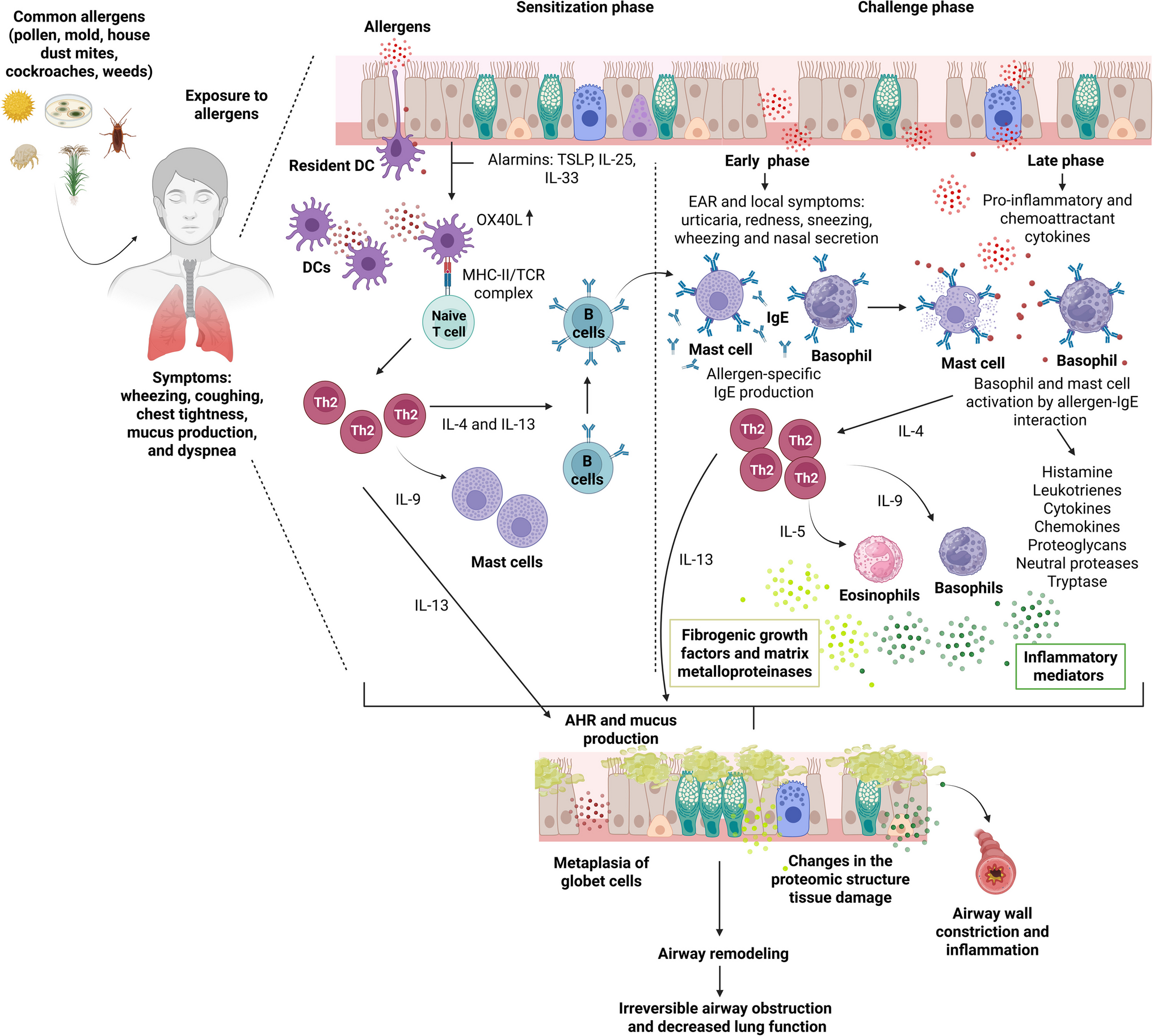 Recombinant BCG Expressing IL-12 as A Novel Immunomodulatory Strategy for Allergic Asthma: Opportunities and Challenges