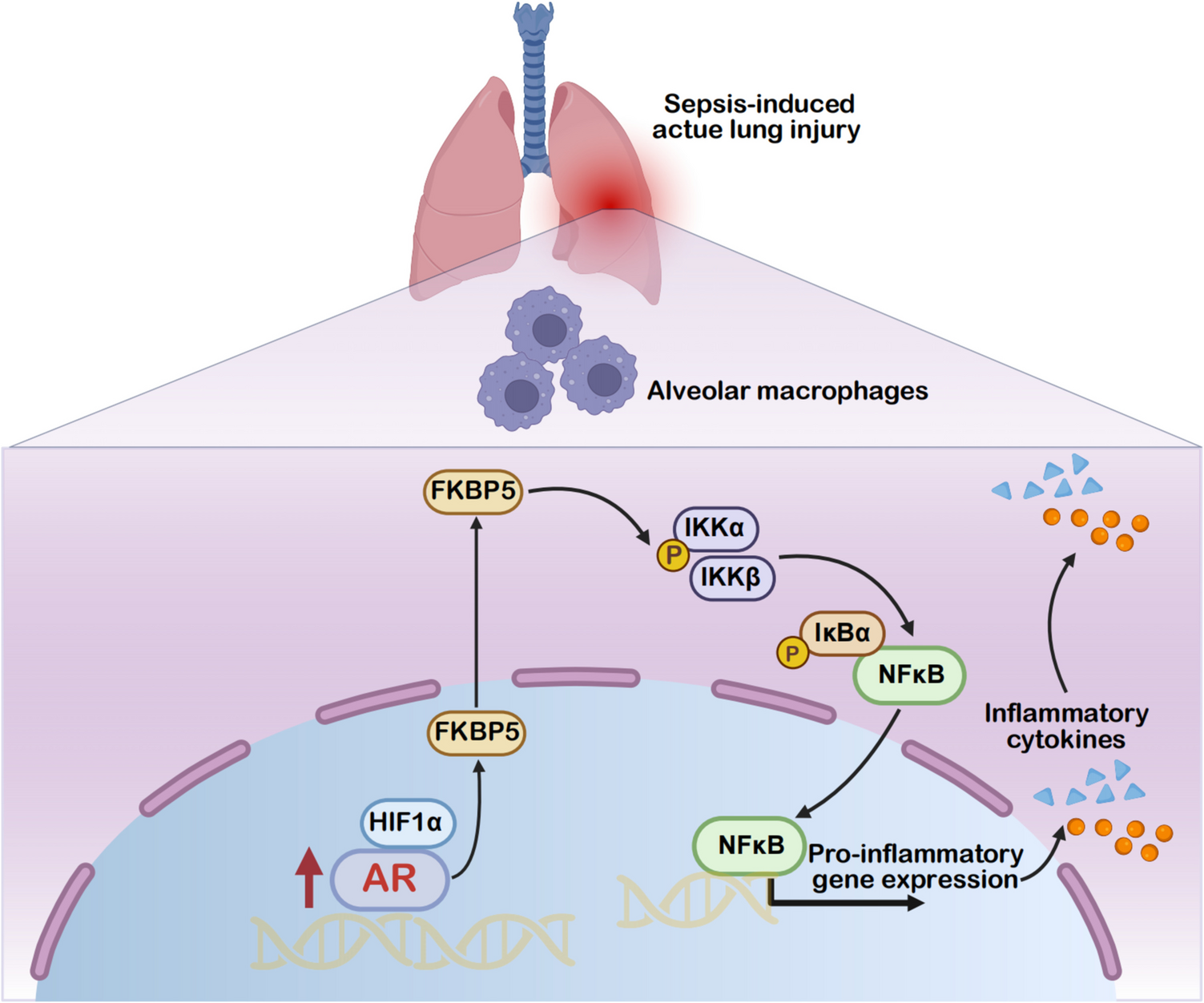 AR Deficiency Protects Against Sepsis-Induced Acute Lung Injury by Inhibiting Macrophage M1 Polarization and Inflammatory Cytokine Secretion
