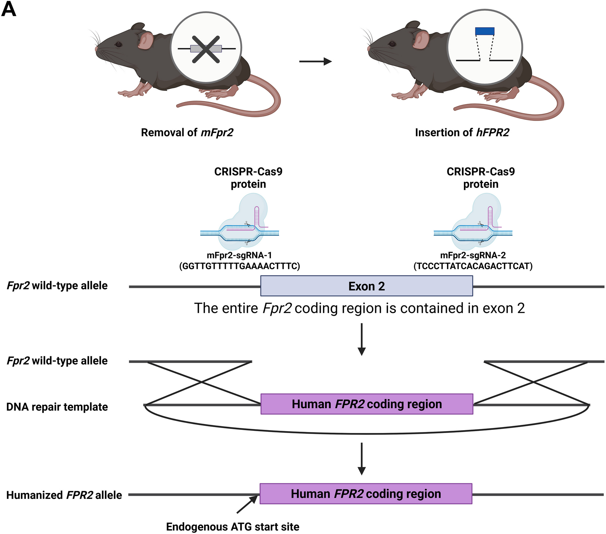 Activation of Human FPR2 with AT-RvD1 Resolves Acute Sialadenitis in Vivo