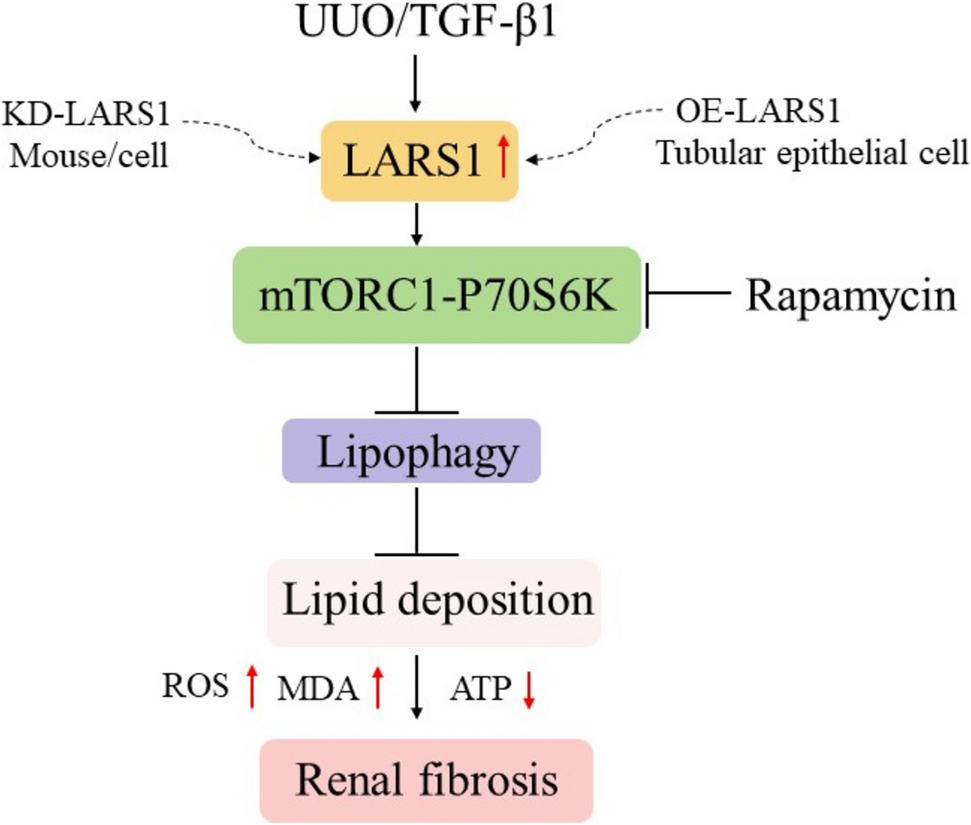 LARS1 Promotes Tubular Epithelial Cells Epithelial Mesenchymal Transition in Chronic Kidney Disease by Inhibiting Lipophagy