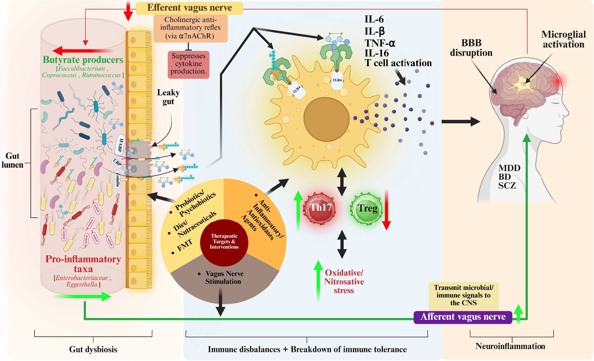 Peripheral Immune-Inflammatory Pathways in Major Depressive Disorder, Bipolar Disorder, and Schizophrenia: Exploring Their Potential as Treatment Targets