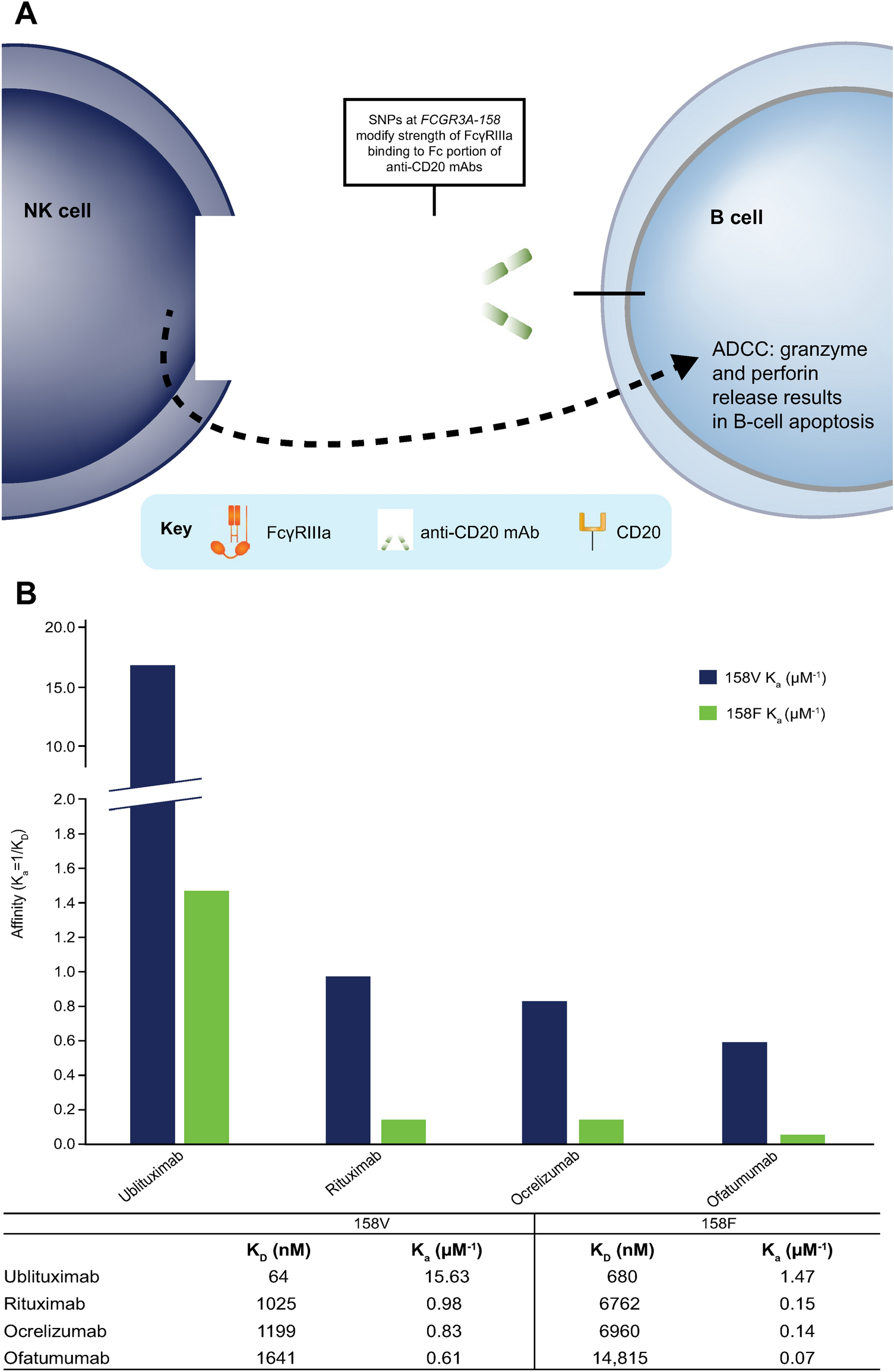 Correction: The Evolution of Anti‑CD20 Treatment for Multiple Sclerosis: Optimization of Antibody Characteristics and Function