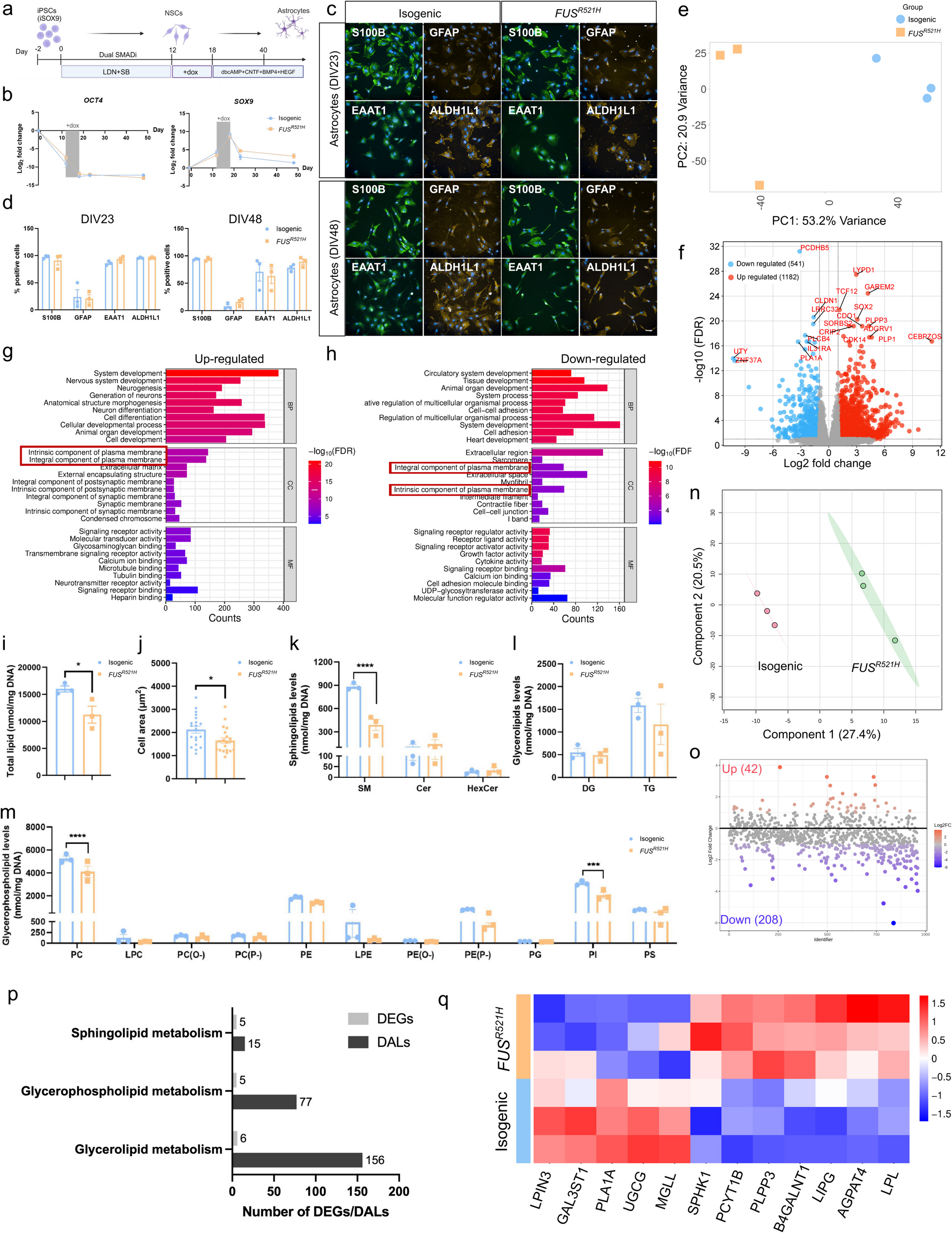 Altered Lipid Homeostasis in Mutant  Astrocytes from HiPSCs