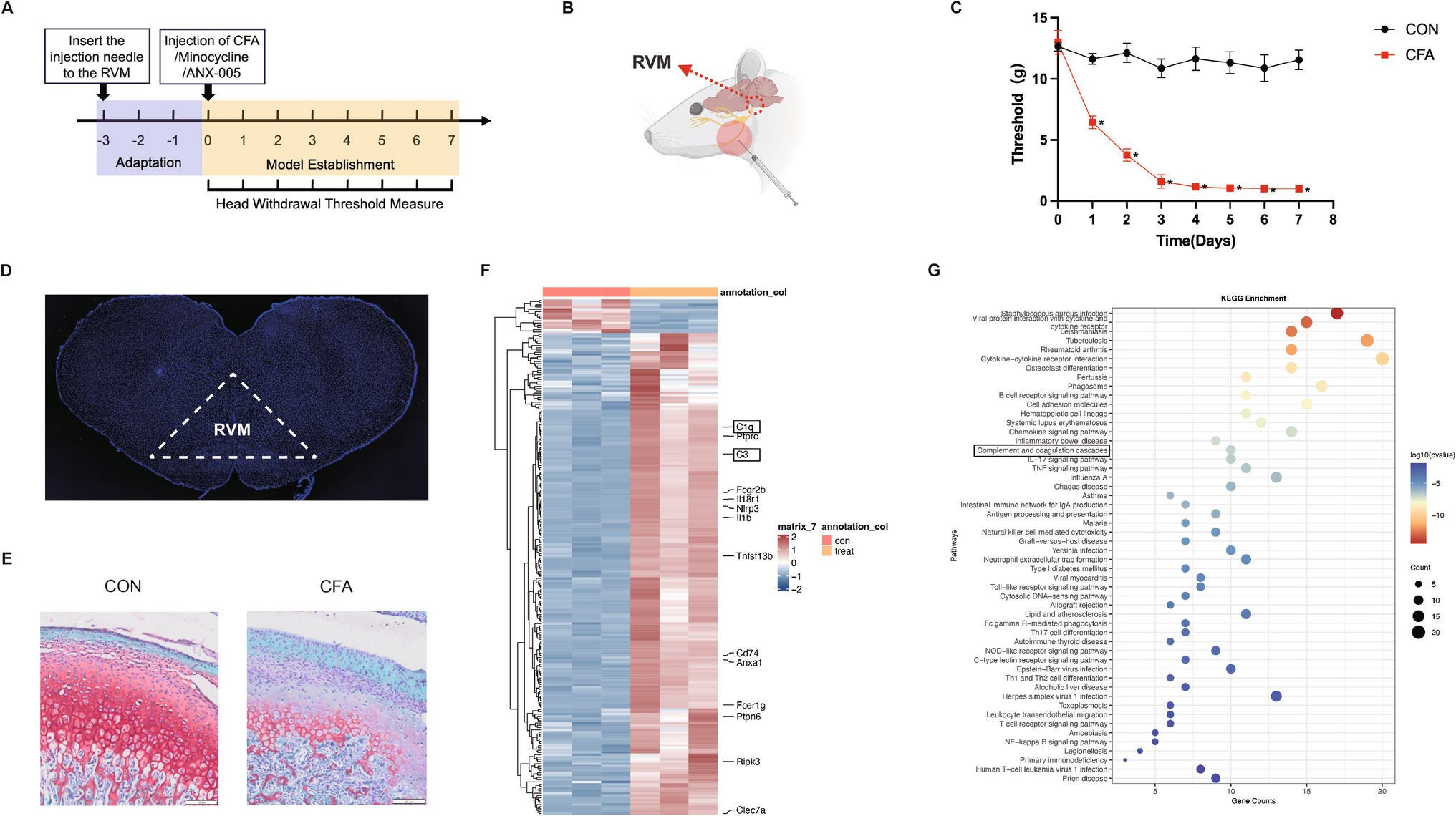 Microglia in the Rostral Ventromedial Medulla Mediate Synaptic Pruning via the C1q/C3-CR3 Signaling Pathway—A Mechanism for the Chronic Orofacial Pain