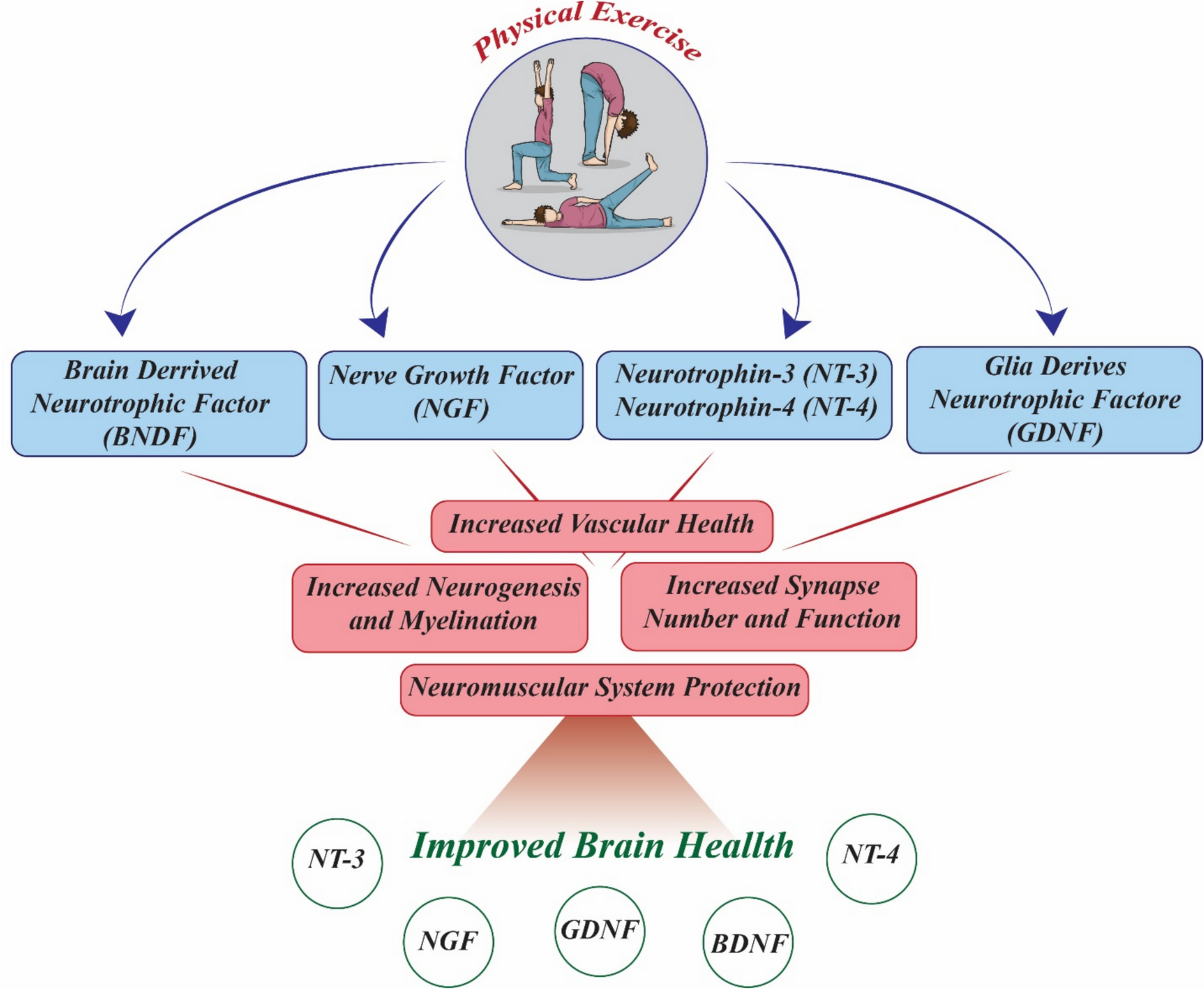 Polyphenols and Exercise in Mitochondrial Biogenesis: Focus on Age-Related CNS Disorders