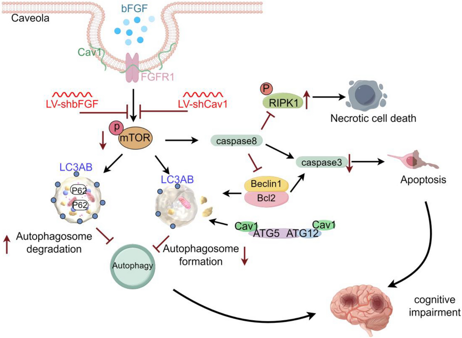 bFGF Knockdown Inhibits mTOR Signaling by Suppressing Caveolin-1 and Aggravates Cognitive Damage After Arterial Ischemic Brain Injury in Juvenile Rats