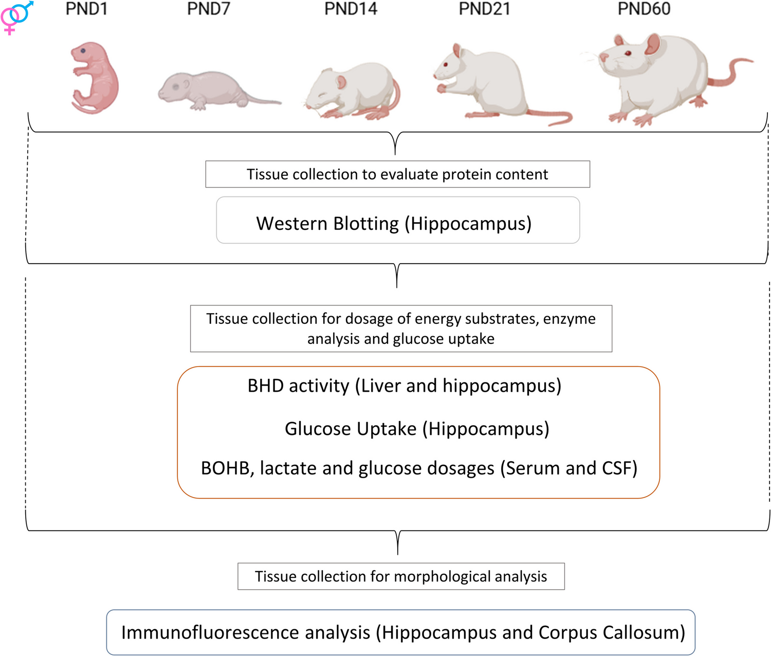 Sex-Specific Differences in the Transport and Availability of Energy Substrates in the Hippocampus of Rats During Neurodevelopment