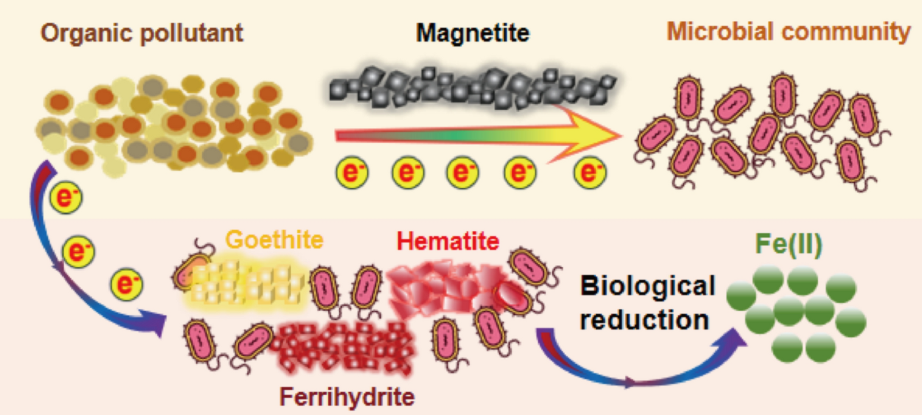 Iron oxides accelerate soil electron transport to promote the degradation of organic pollutants: A review