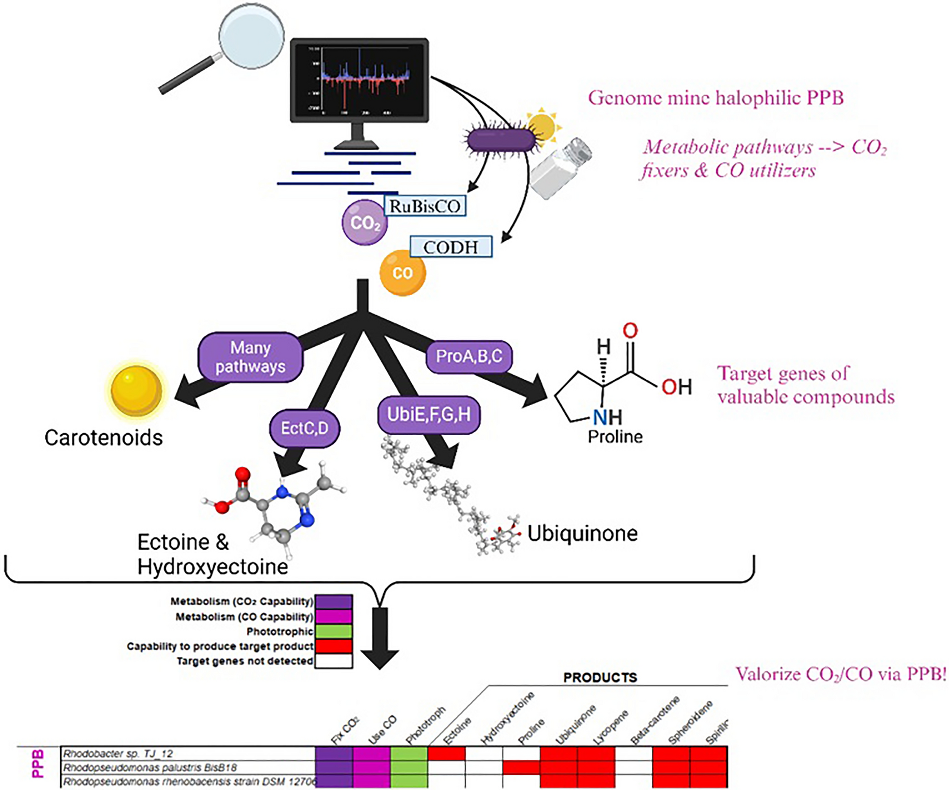Prospective bioconversion of CO and CO into fine chemicals via halophilic purple phototrophic bacteria