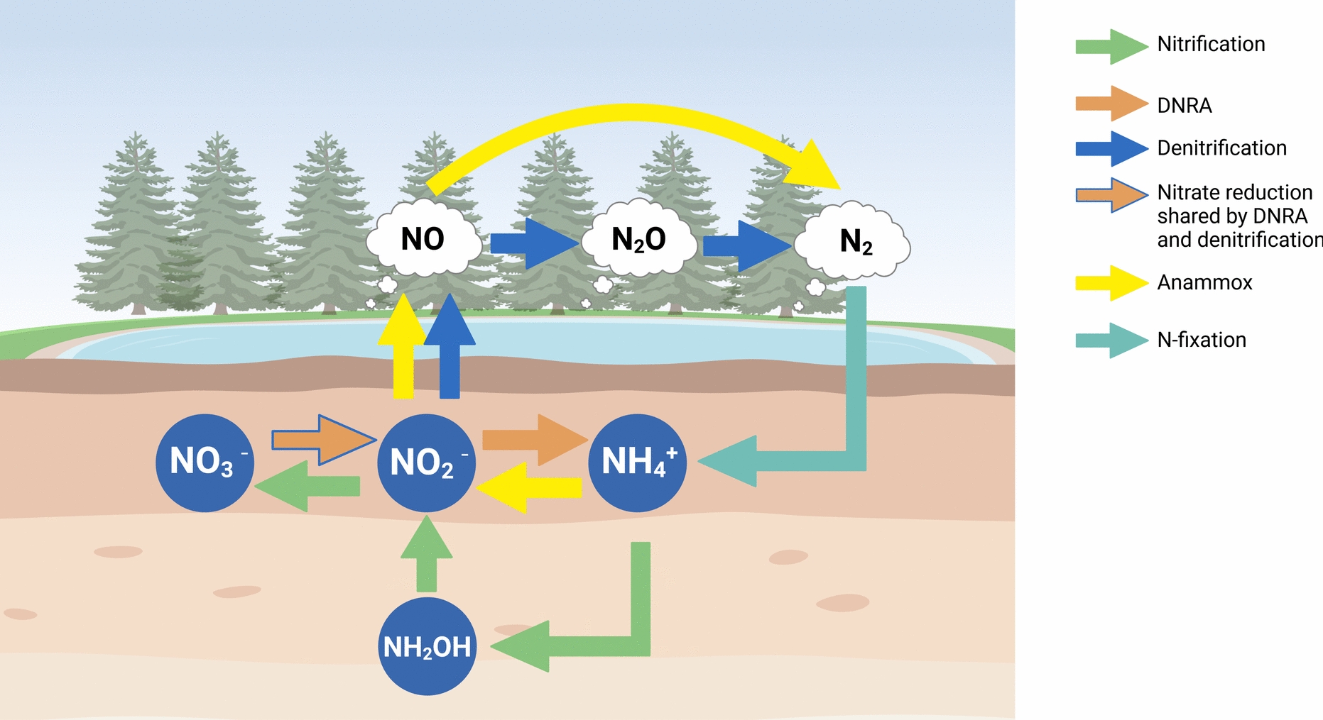 Dissimilatory nitrate reduction to ammonium has a competitive advantage over denitrification under nitrate-limited conditions