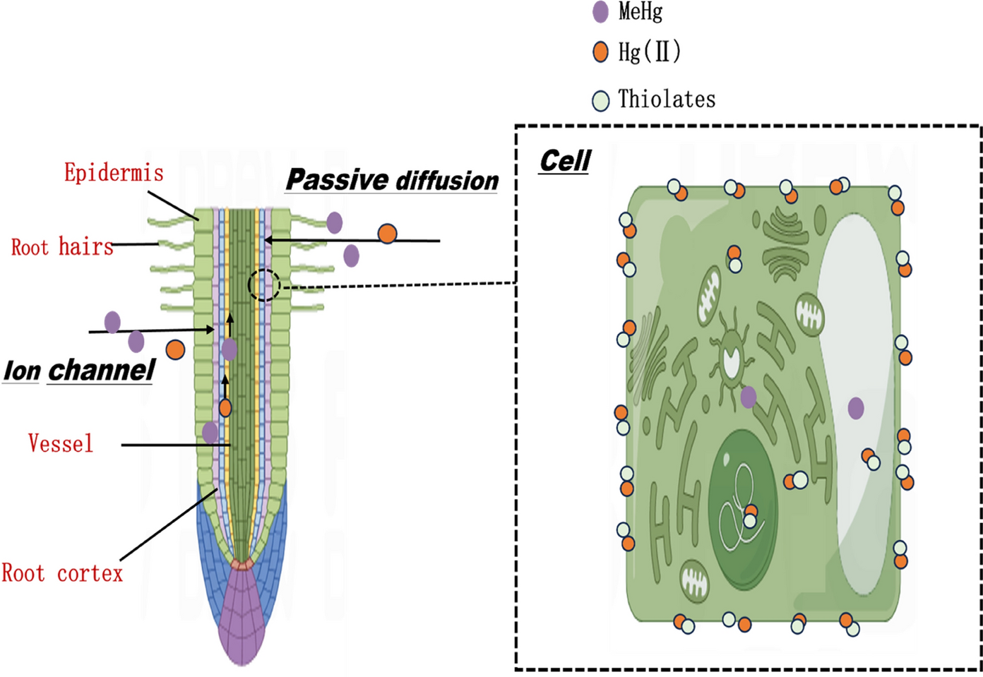 The uptake and in-vivo migration of Hg by plants: a critical review