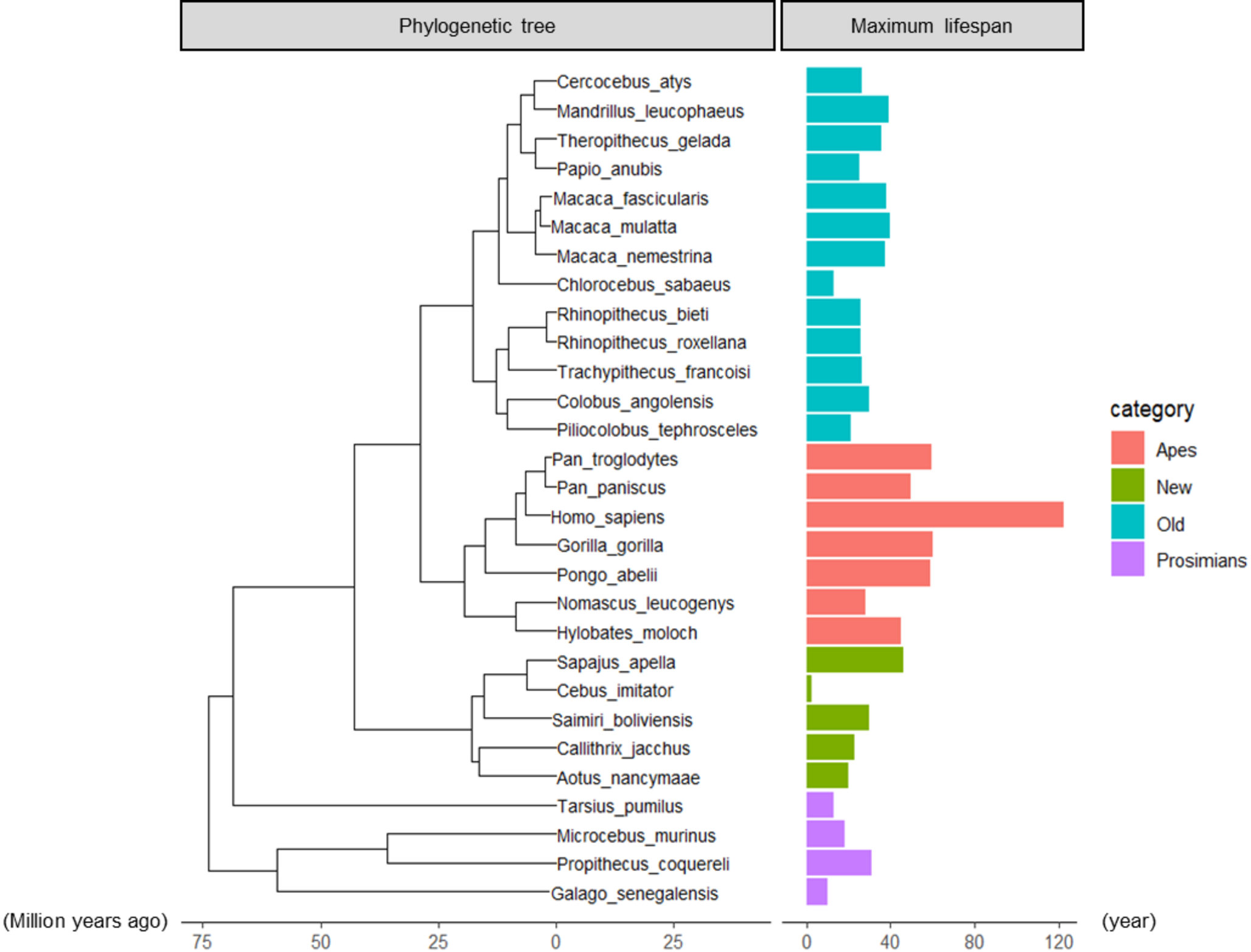 Identification of genetic signatures of positive selection in apes linked to life-history trait adaptations