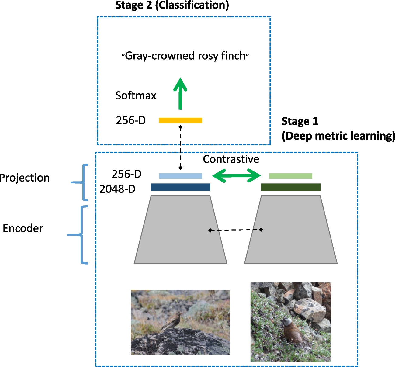 Deep Feature Disentanglement for Supervised Contrastive Learning: Application to Image Classification