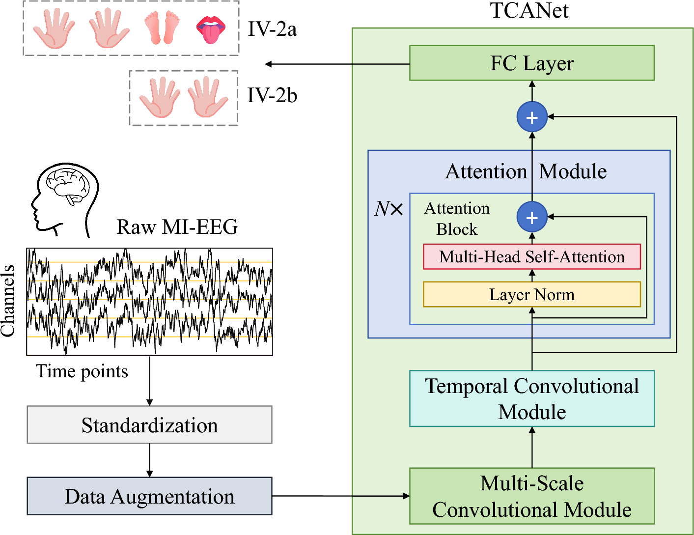 TCANet: a temporal convolutional attention network for motor imagery EEG decoding