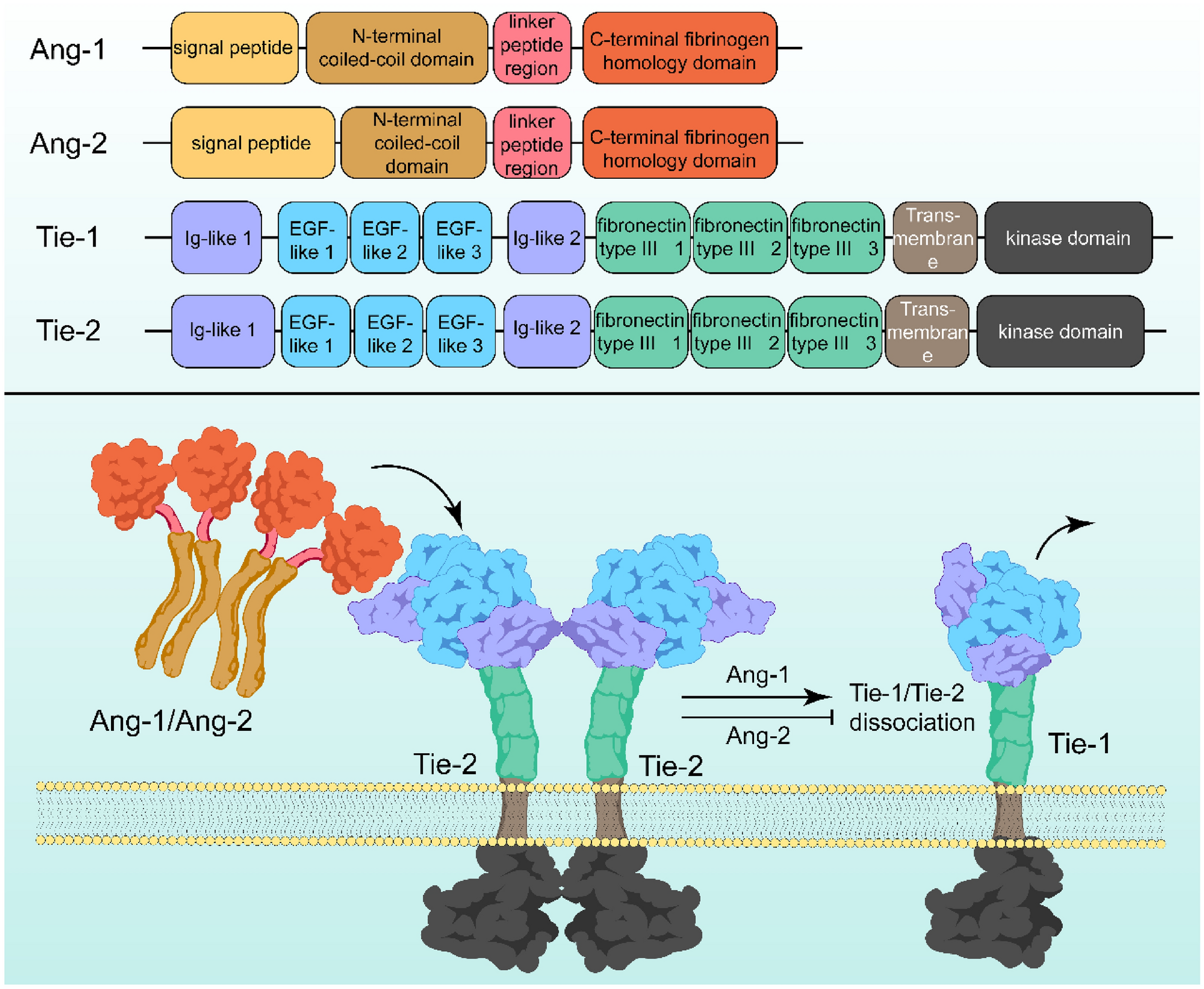 Angiopoietins: multifaceted mediators in the pathogenesis of joint-related disorders