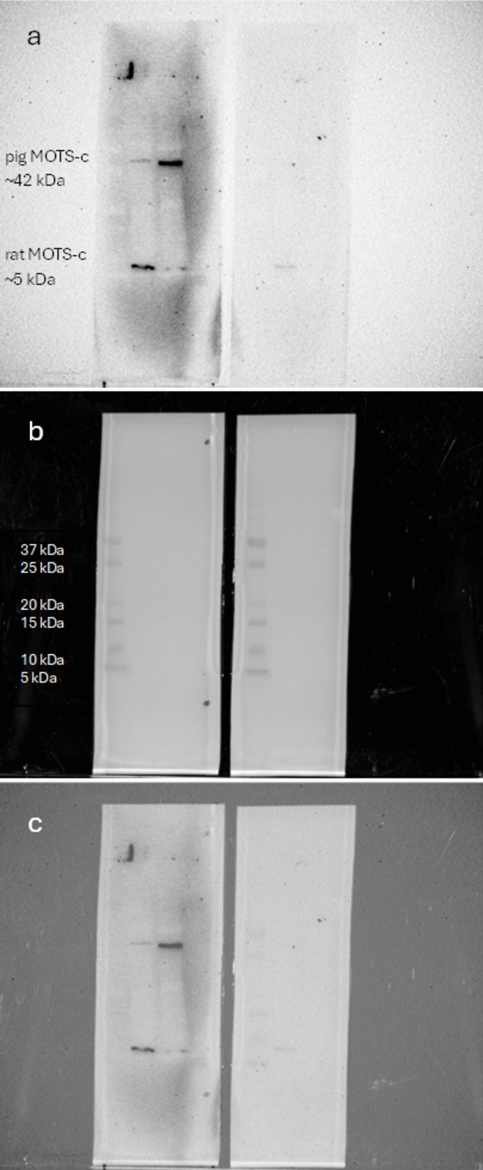 MOTS-c modulates pancreatic islet function in rats and pigs in vitro