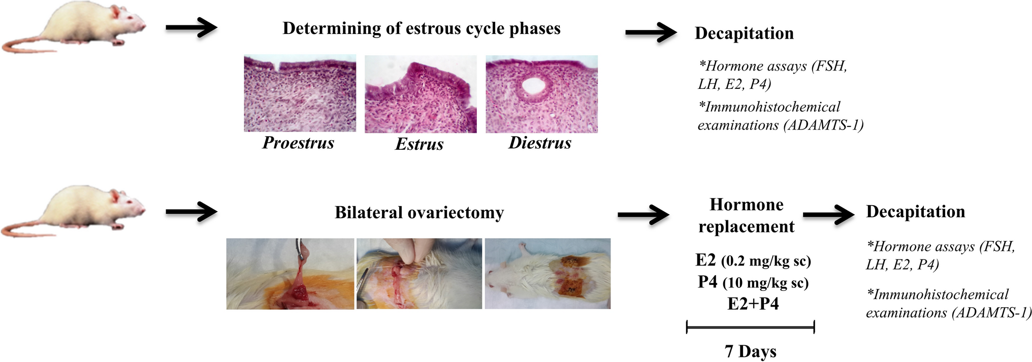 ADAMTS-1, a multifunctional proteinase, in the uterus of both estrous cycle rats and ovariectomized rats can be regulated via hormones