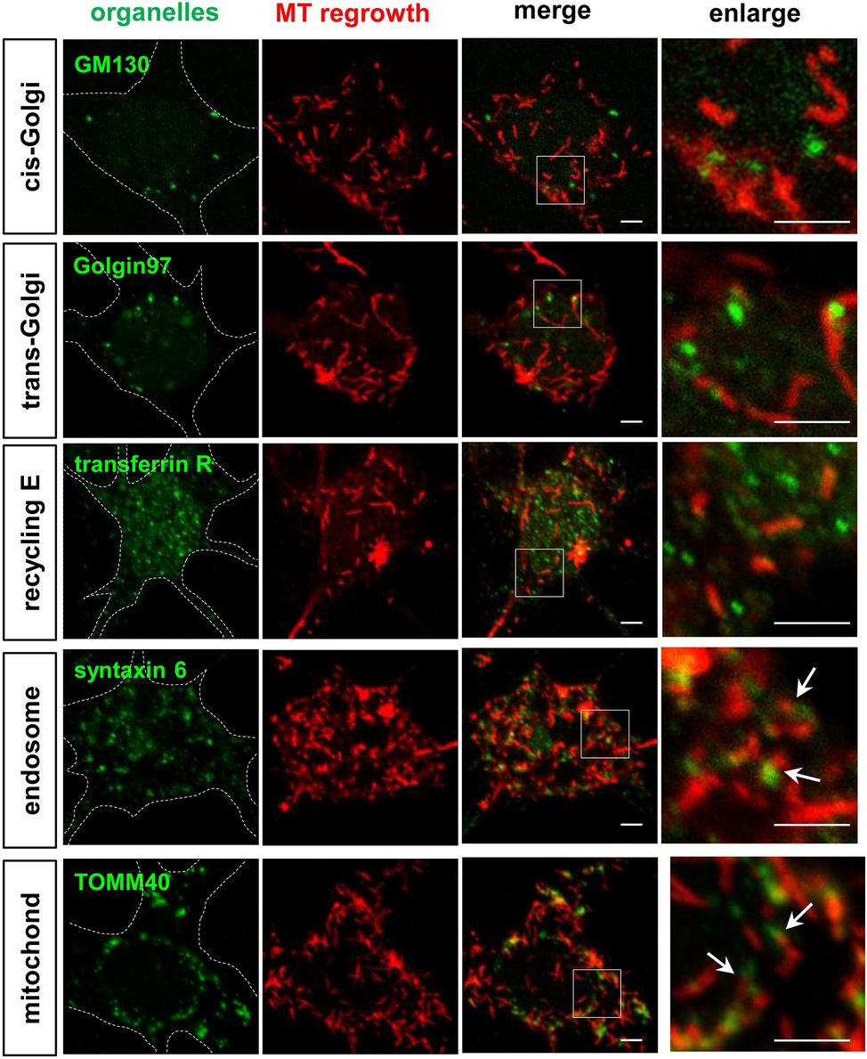 Microtubule nucleation at the Golgi-related membrane organelles of mouse neurons
