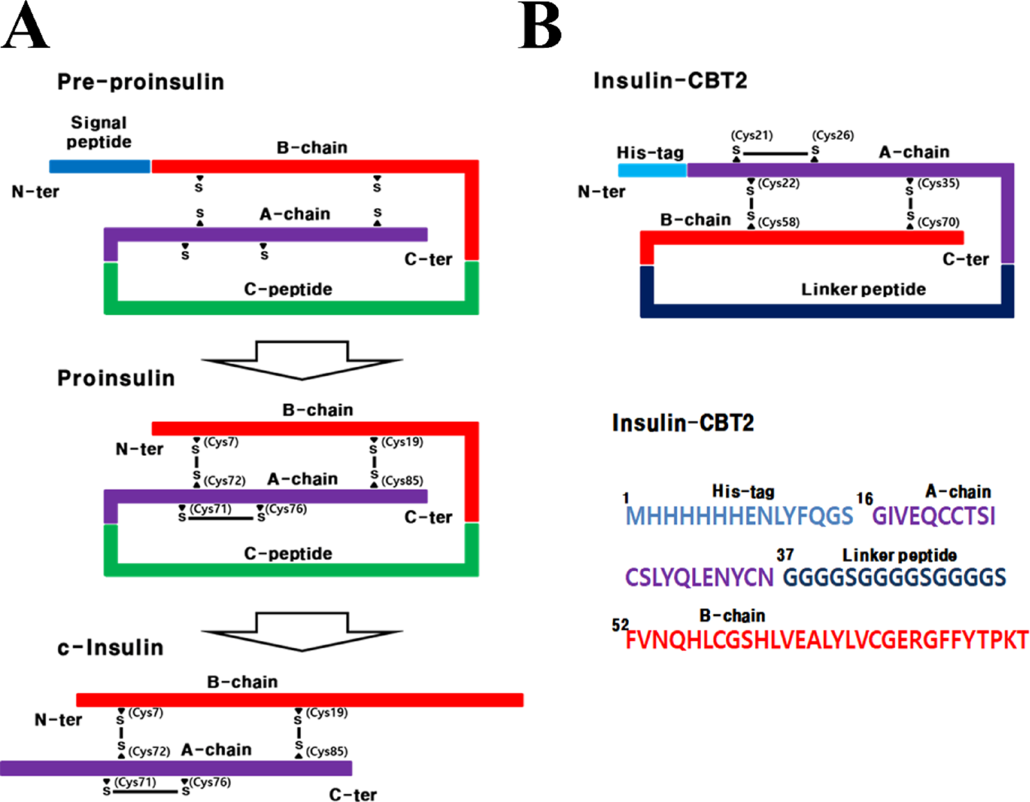 Production of Active Single-Chain Insulin in : No PTM for Insulin Activation
